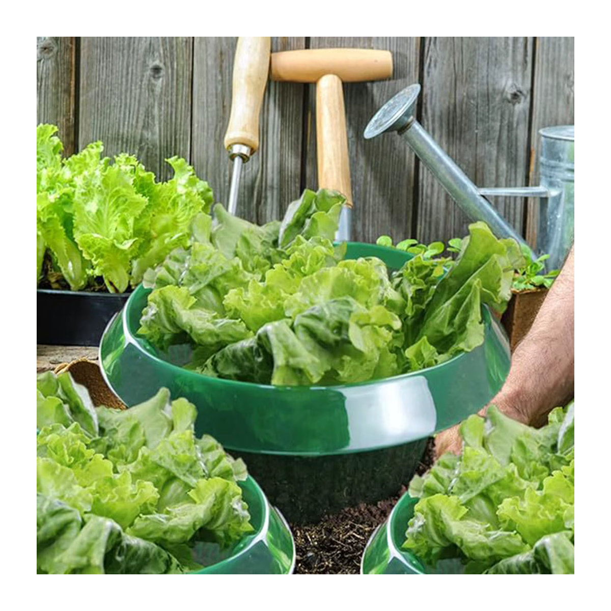 10 Stück Schneckenkragen aus Kunststoff als wiederverwendbare Wasserersparnis-Abdeckung für die Landwirtschaft und den Garten - Bild 3
