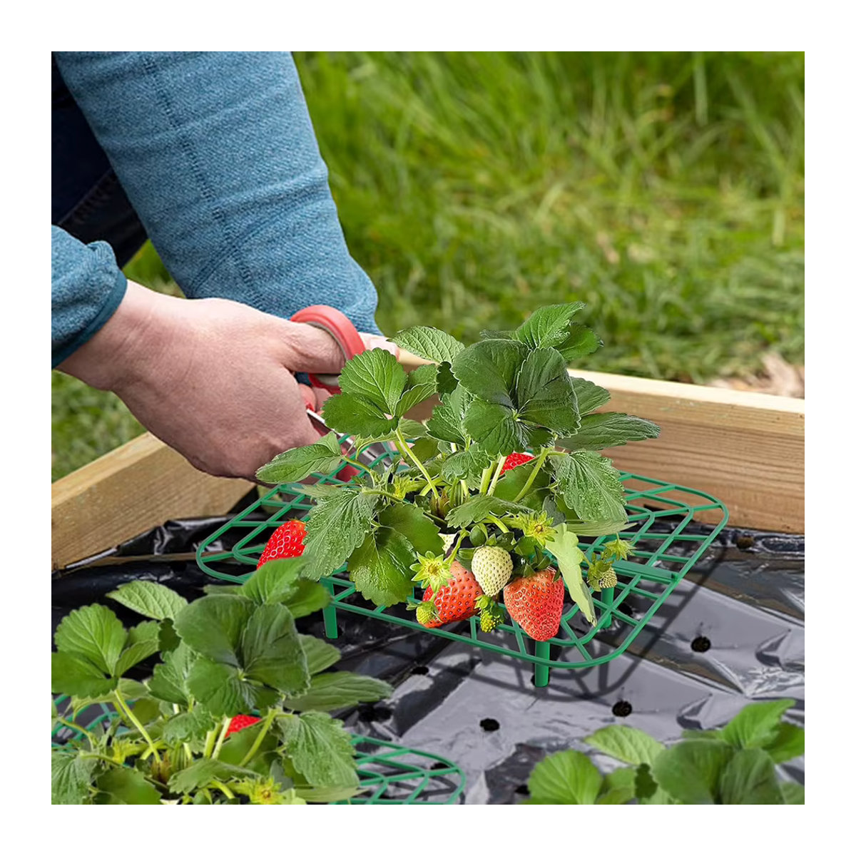 10er-Pack quadratische Erdbeer-Stützständer als wachsender Rahmen zur Reinigung von Beeren - Bild 6