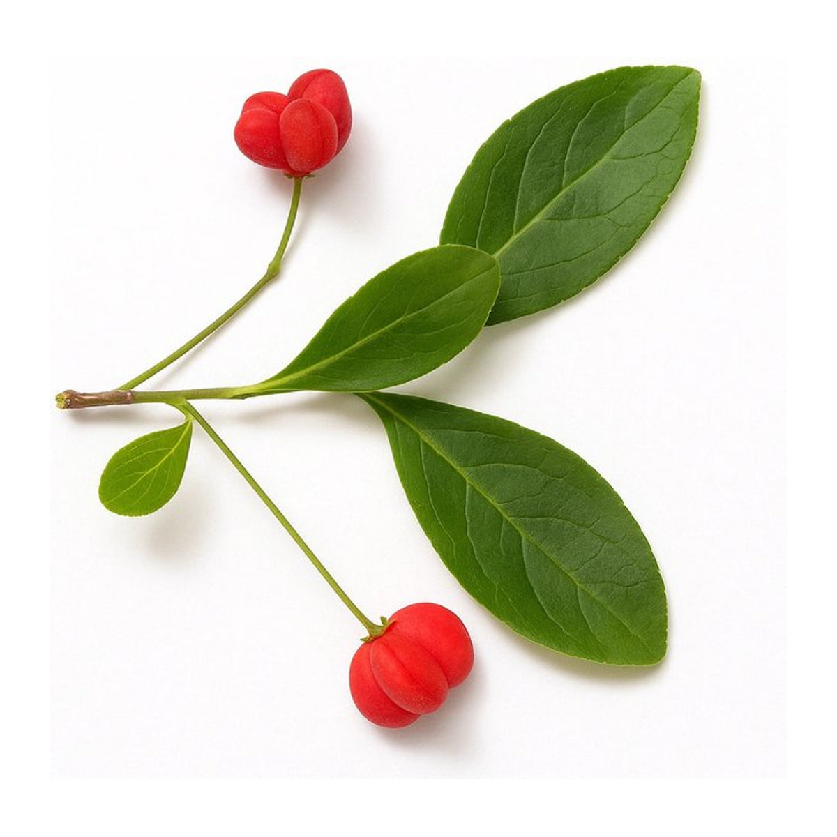 15 Samen Europäischer Spindelstrauch Euonymus Europaeus von SemiSauvage Permaculture - Bild 1