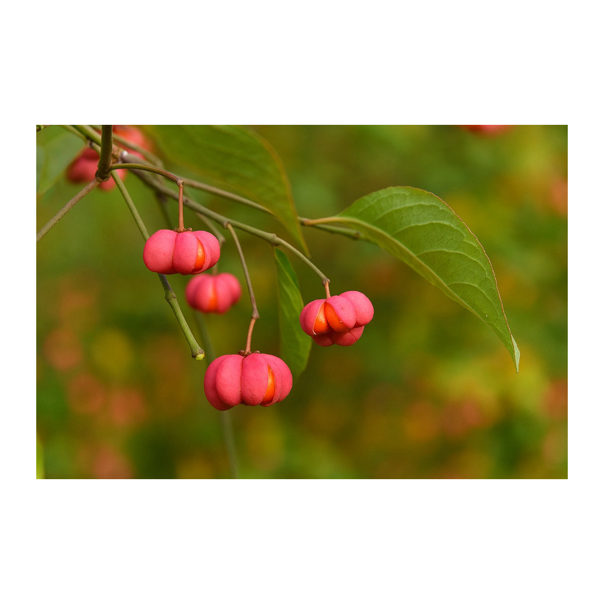 15 Samen Europäischer Spindelstrauch Euonymus Europaeus von SemiSauvage Permaculture - Bild 2