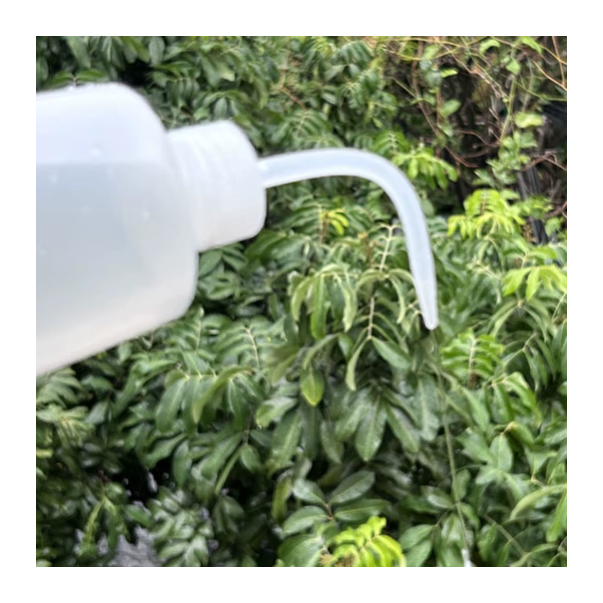 2 Stück Pflanzen Sprühflaschen Squeeze Sprinkler mit 250 ml Fassungsvermögen zur Bewässerung von Blumen und Sukkulenten - Bild 4