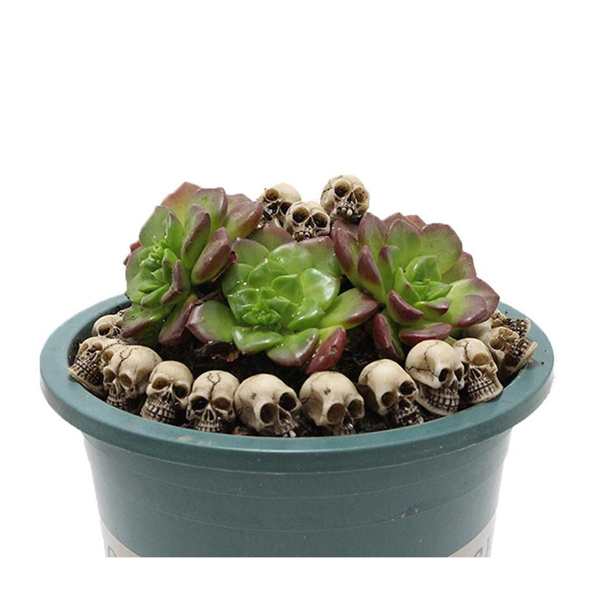 20 Stück Mini-Schädel von Ephemeral als beige Halloween-Gartendekoration aus Kunstharz für Bonsai und Blumentöpfe - Bild 6