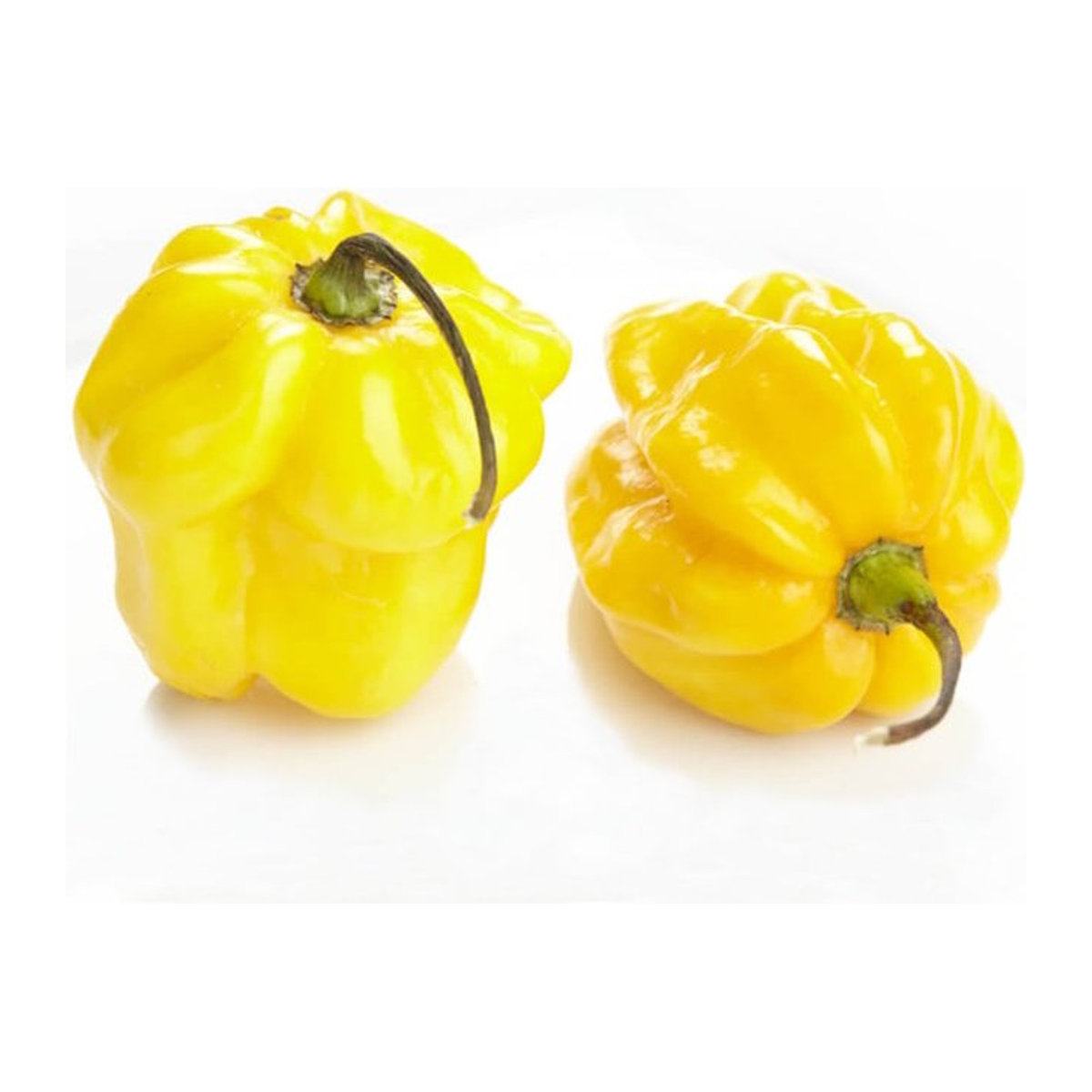 25 Chili Habanero Zitrone Samen Capsicum chinense von SemiSauvage Permaculture - Bild 1