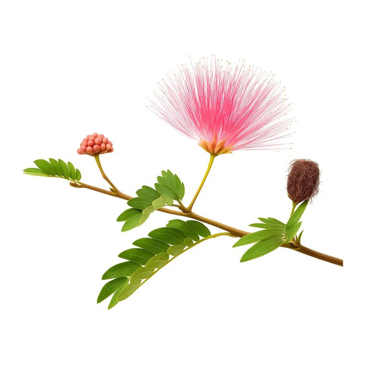25 Samen Albizia Seidenbaum von SemiSauvage Permaculture - Bild 1