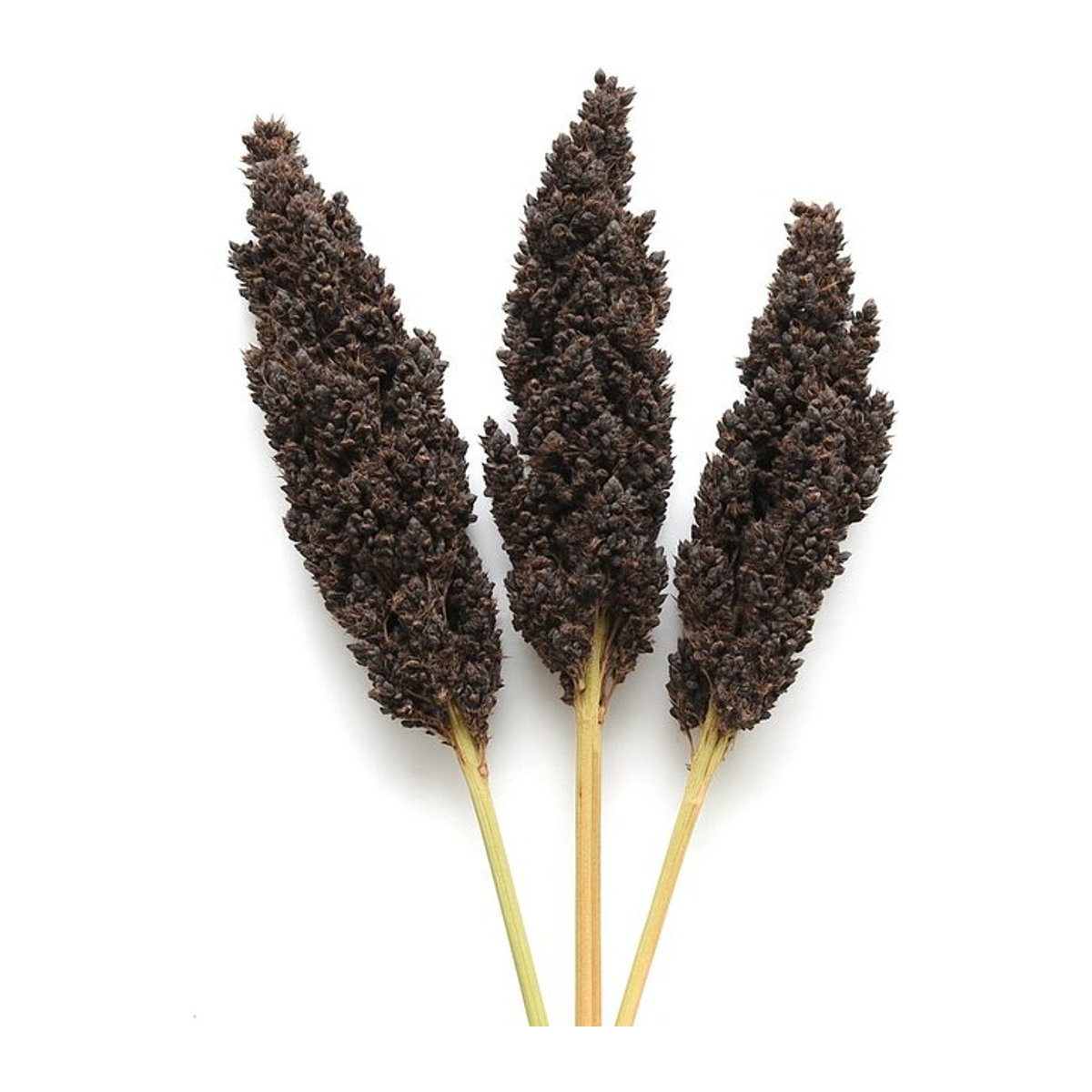 250 Samen Schwarzer Sorghum (Sorghum nigrum) von SemiSauvage Permaculture - Bild 1