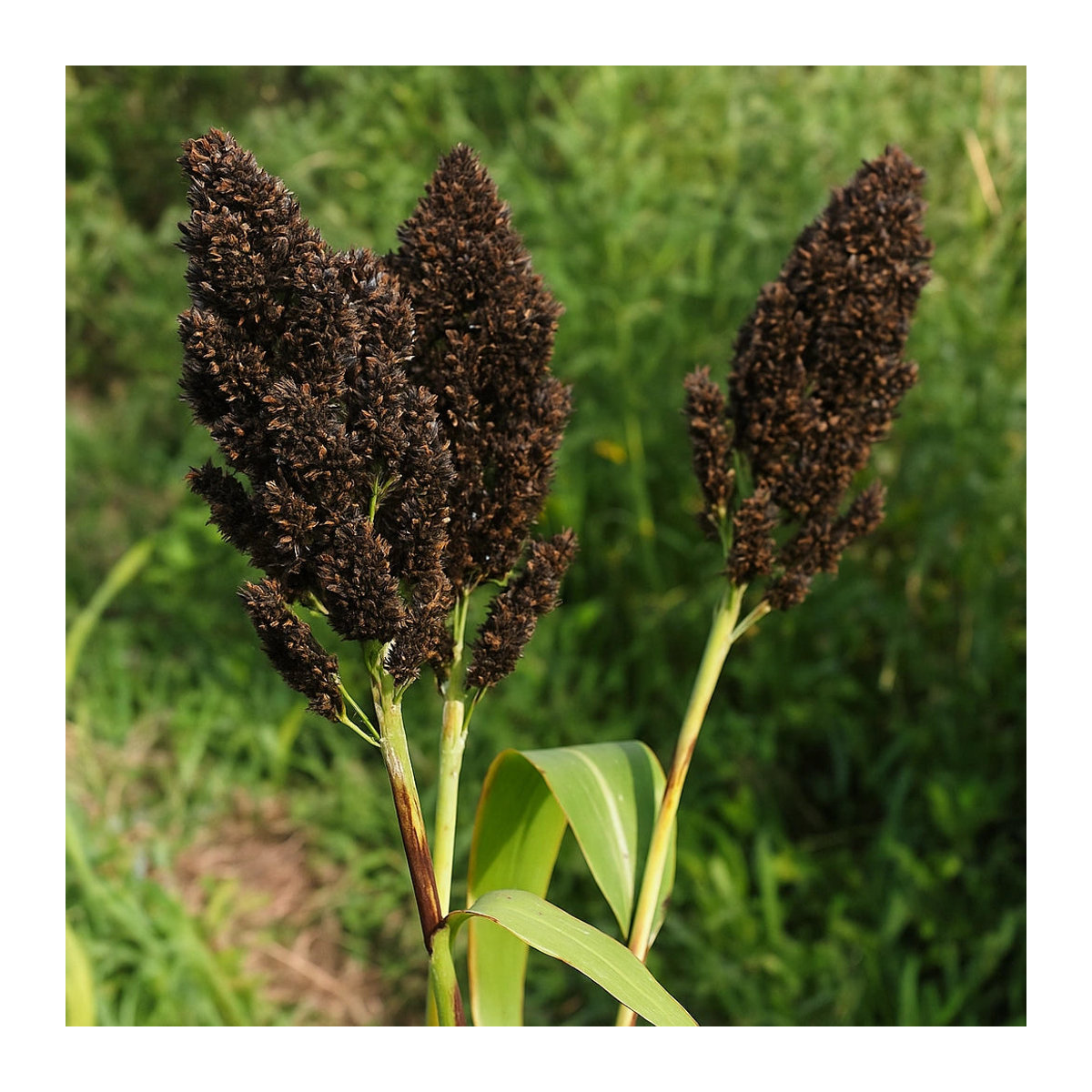 250 Samen Schwarzer Sorghum (Sorghum nigrum) von SemiSauvage Permaculture - Bild 2