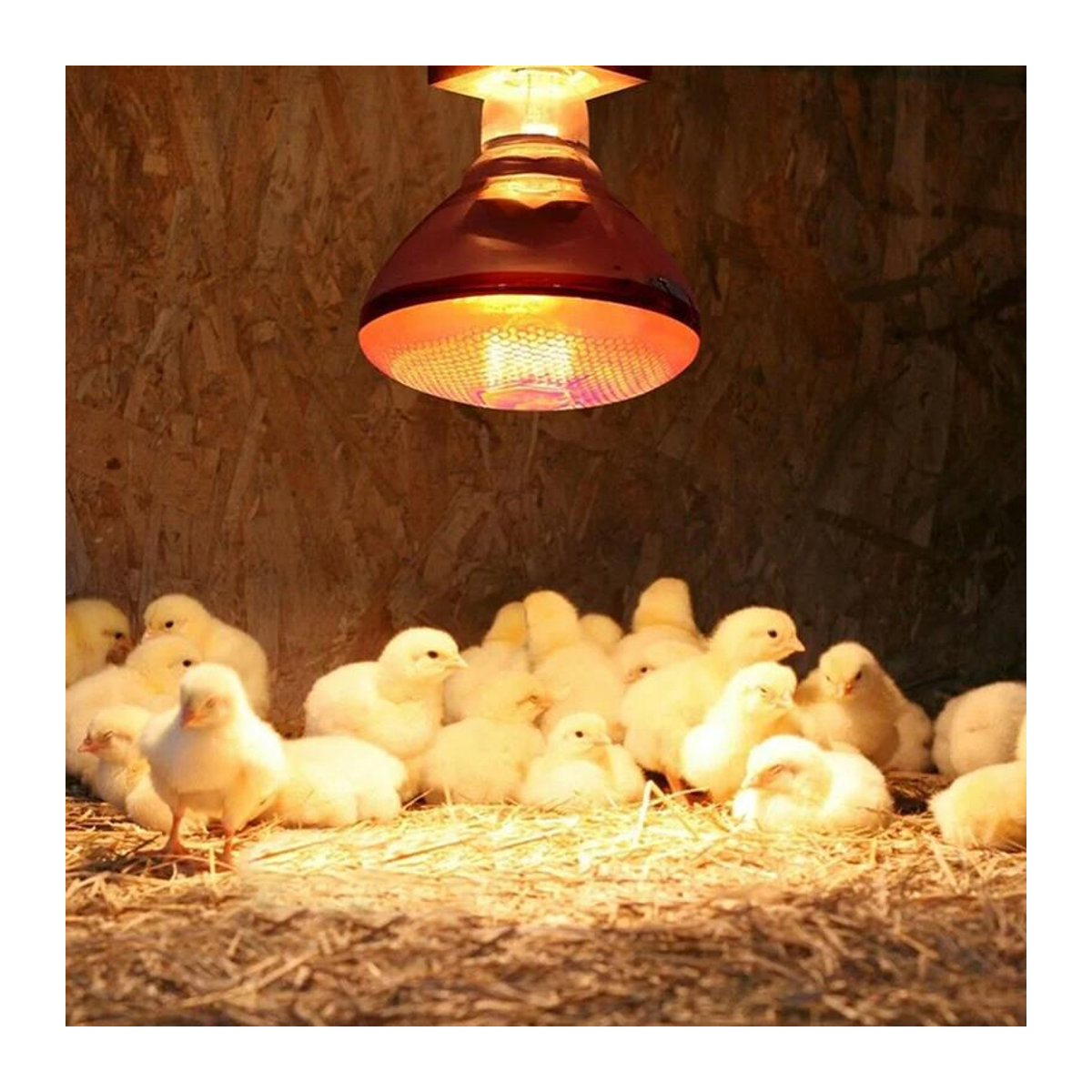 250W Infrarot-Wärmelampe für Geflügel, wasserdicht und explosionsgeschützt, E27 Wärmelampe in Weiß für Ferkel, Hühner, Enten und Vögel - Bild 1