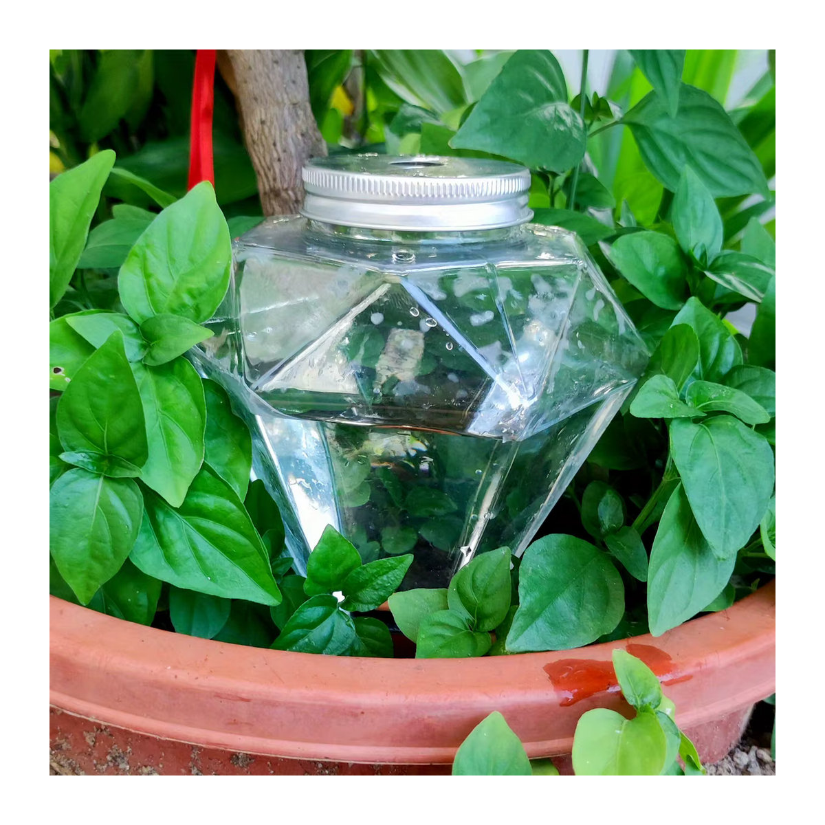 2er-Set Automatische Blumenbewässerung mit Wassertropf-Vorrichtung zur Selbstbewässerung von Pflanzen - Bild 3
