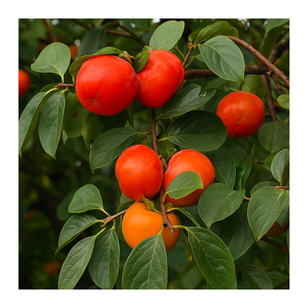3 Kaki-Baum Samen (Diospyros kaki) von SemiSauvage Permaculture - Bild 1