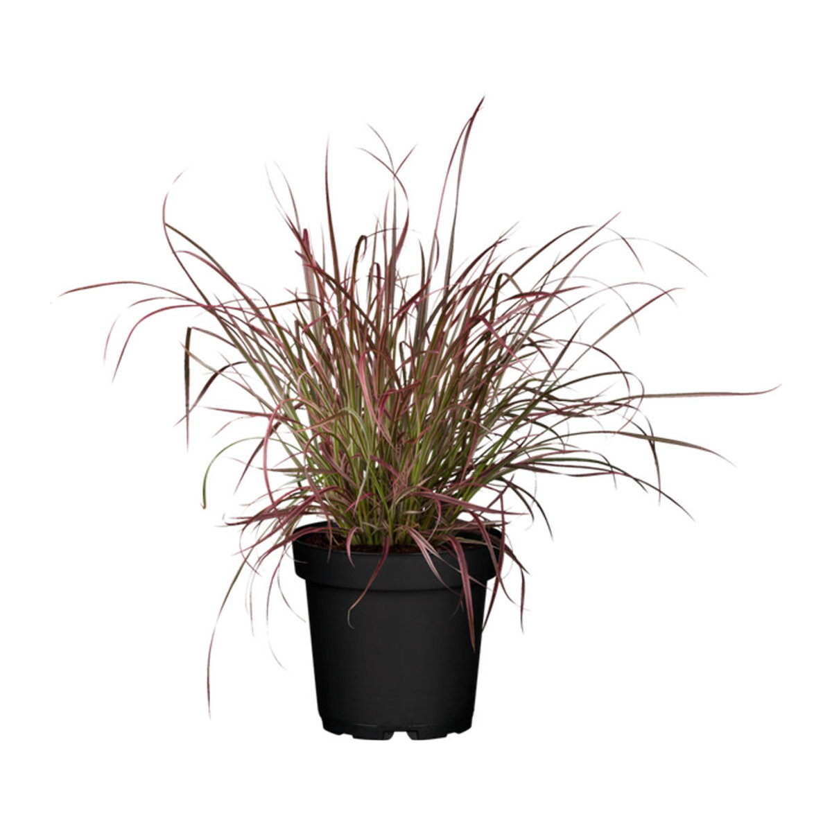 3 Rote Lampenputzergras Pflanzen Fireworks von Mein schöner Garten Shop - Bild 1