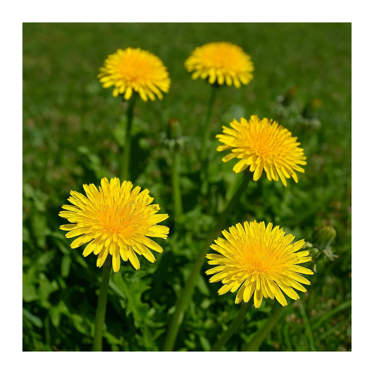 300 Samen Löwenzahn Taraxacum officinale von SemiSauvage Permaculture - Bild 1