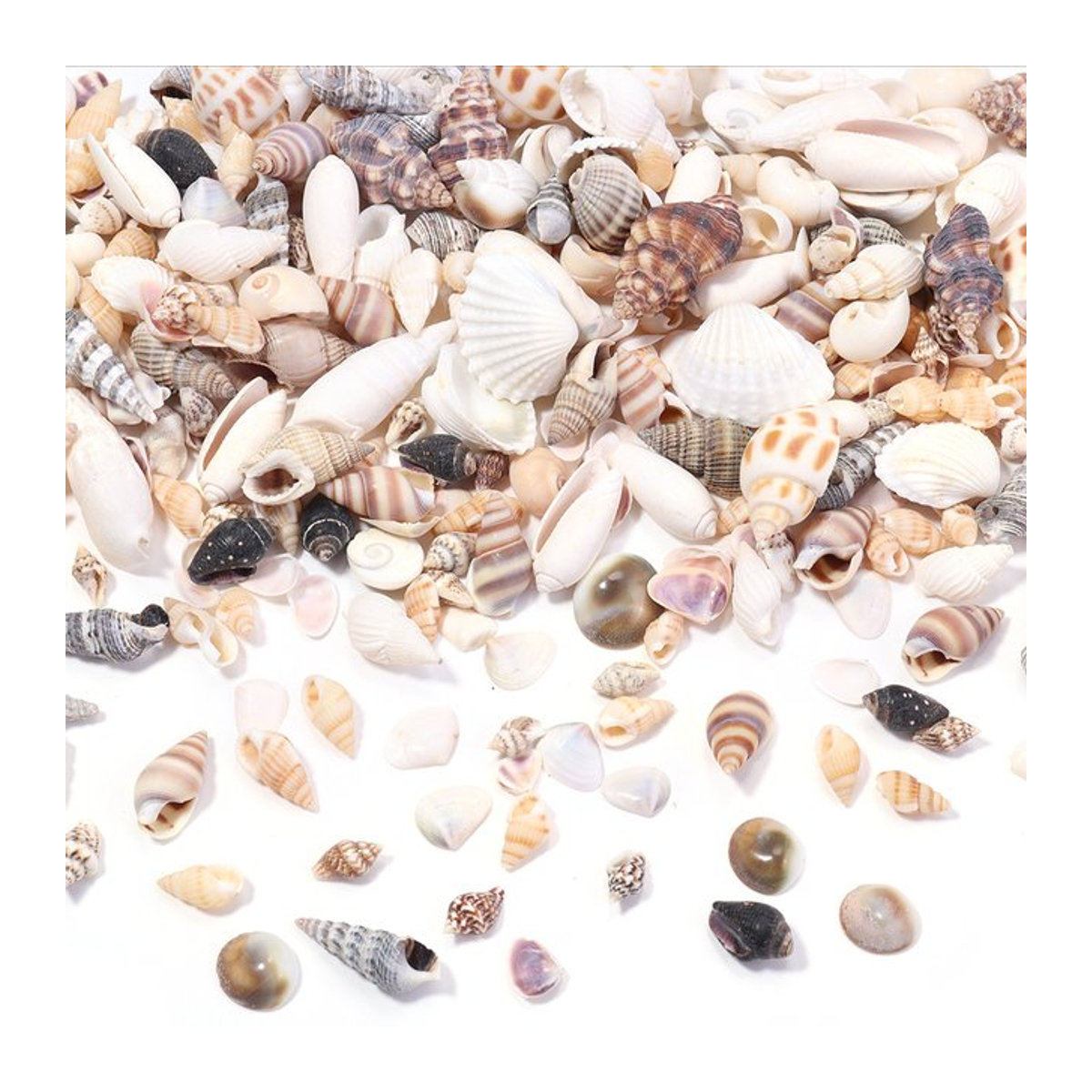 466 Stück Spiral-Muschelperlen von Filluck, ungebohrte Miniatur-Muscheln in Mehrfarbig, unregelmäßige Ozean-Muscheln für maritime Dekorationen - Bild 1