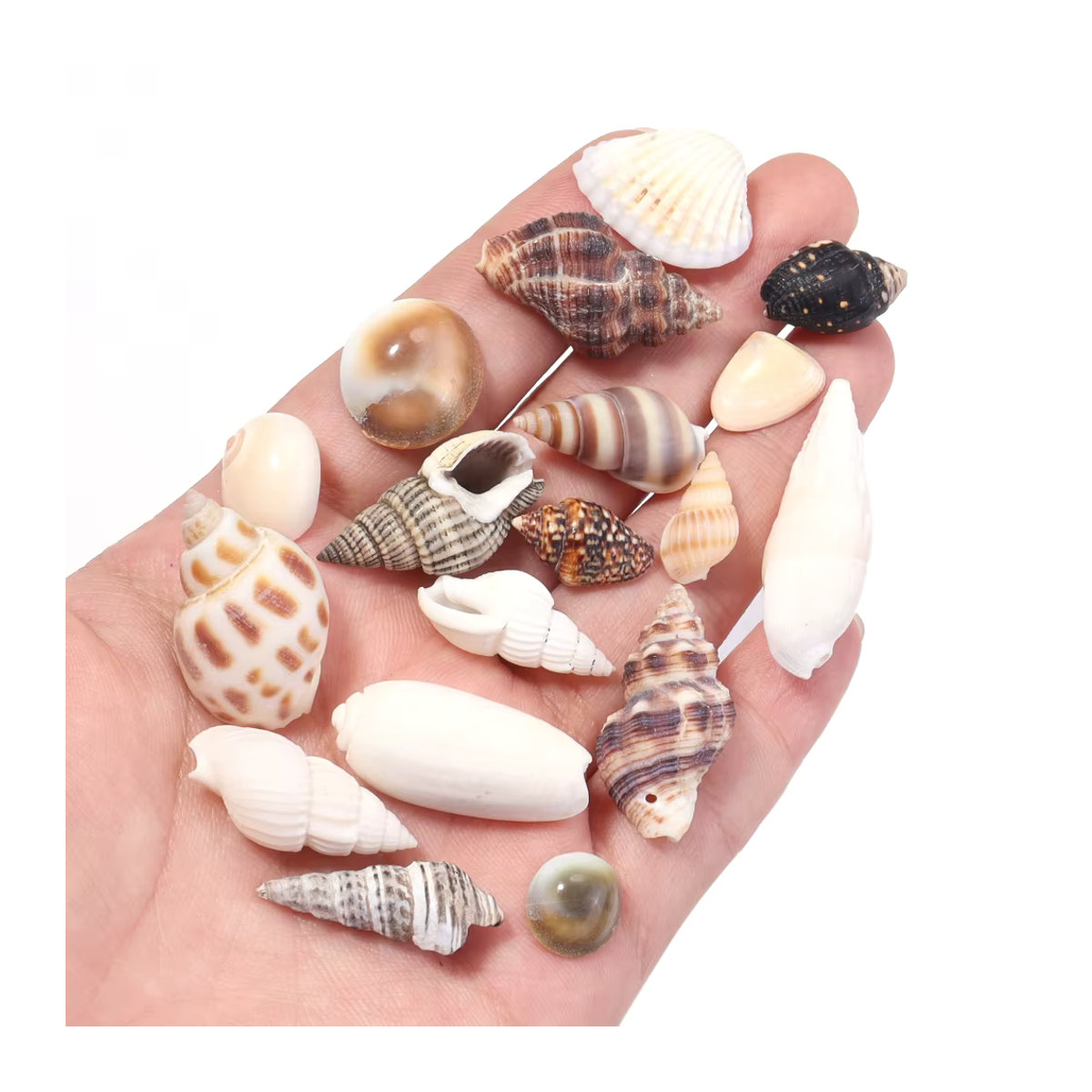 466 Stück Spiral-Muschelperlen von Filluck, ungebohrte Miniatur-Muscheln in Mehrfarbig, unregelmäßige Ozean-Muscheln für maritime Dekorationen - Bild 2