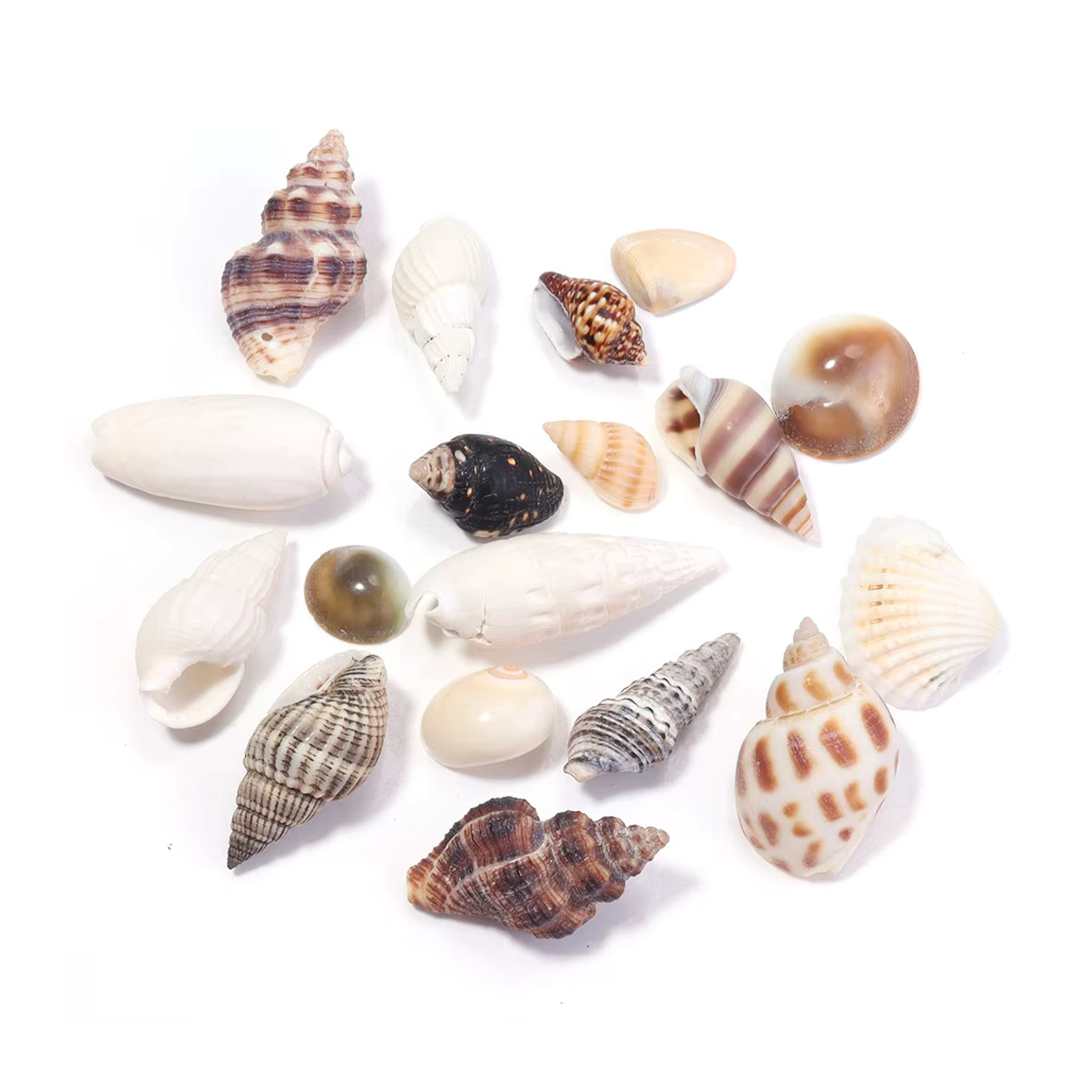 466 Stück Spiral-Muschelperlen von Filluck, ungebohrte Miniatur-Muscheln in Mehrfarbig, unregelmäßige Ozean-Muscheln für maritime Dekorationen - Bild 3