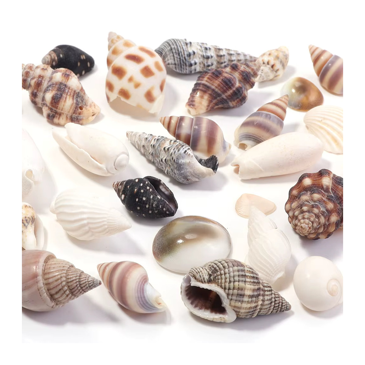 466 Stück Spiral-Muschelperlen von Filluck, ungebohrte Miniatur-Muscheln in Mehrfarbig, unregelmäßige Ozean-Muscheln für maritime Dekorationen - Bild 5