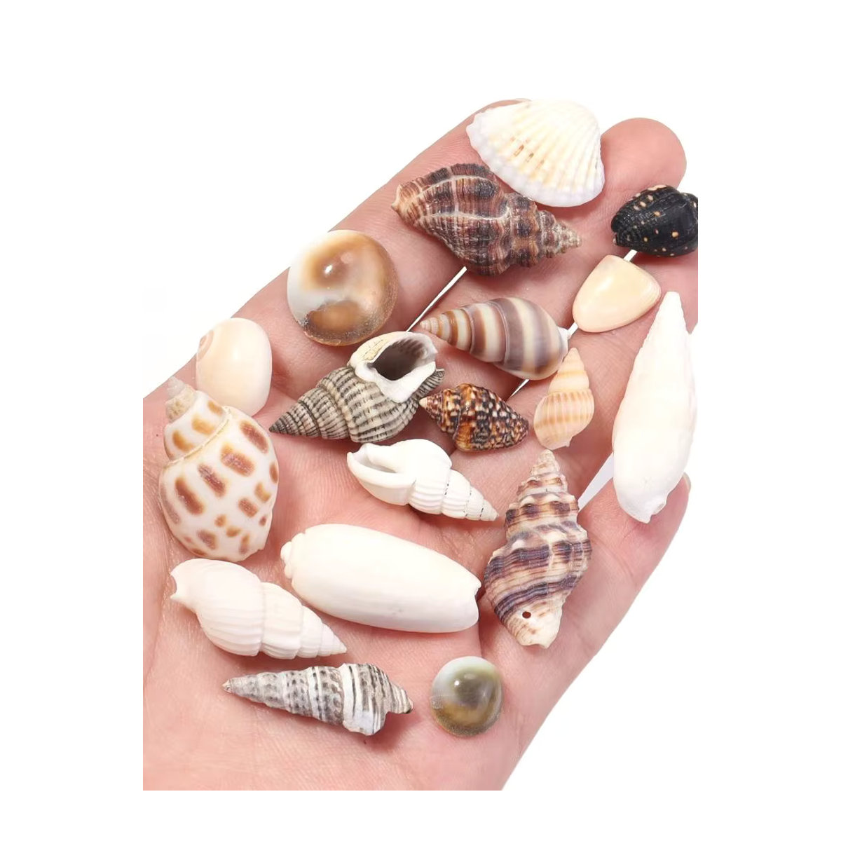 466 Stück Spiral-Muschelperlen von Filluck, ungebohrte Miniatur-Muscheln in Mehrfarbig, unregelmäßige Ozean-Muscheln für maritime Dekorationen - Bild 7