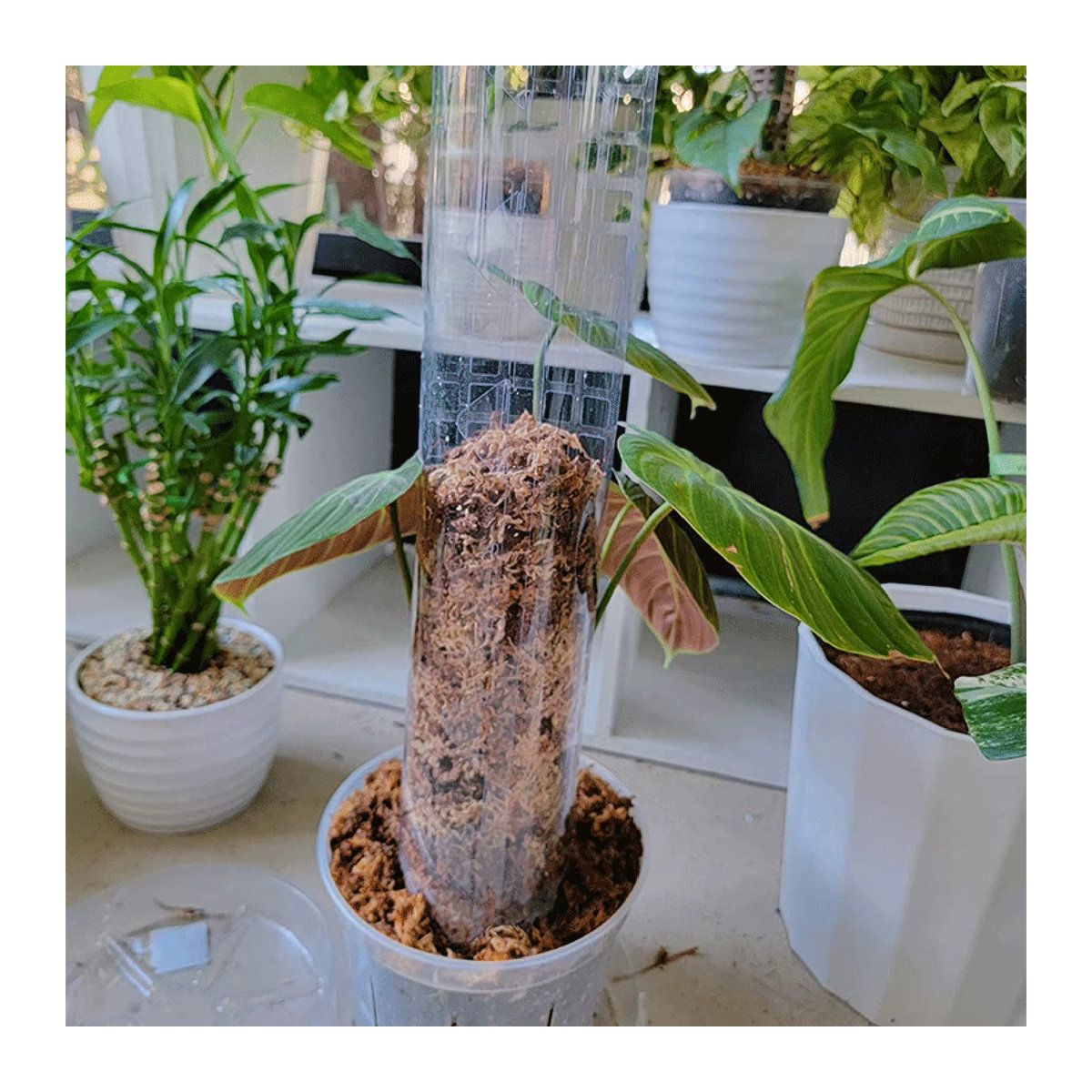 4er Set Kletterstäbe aus Moos mit großen Blättern für Monstera, Pothos und Geldbaum - Bild 4
