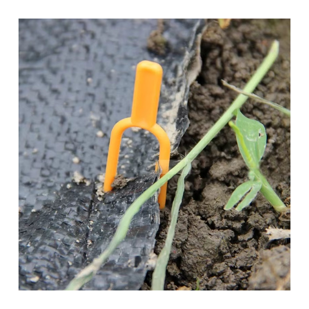 50 Stück Gartenpflanzen-Befestigungsclips und Pflanzgabeln für Reben, Erdbeeren und Wassermelonen - Bild 4