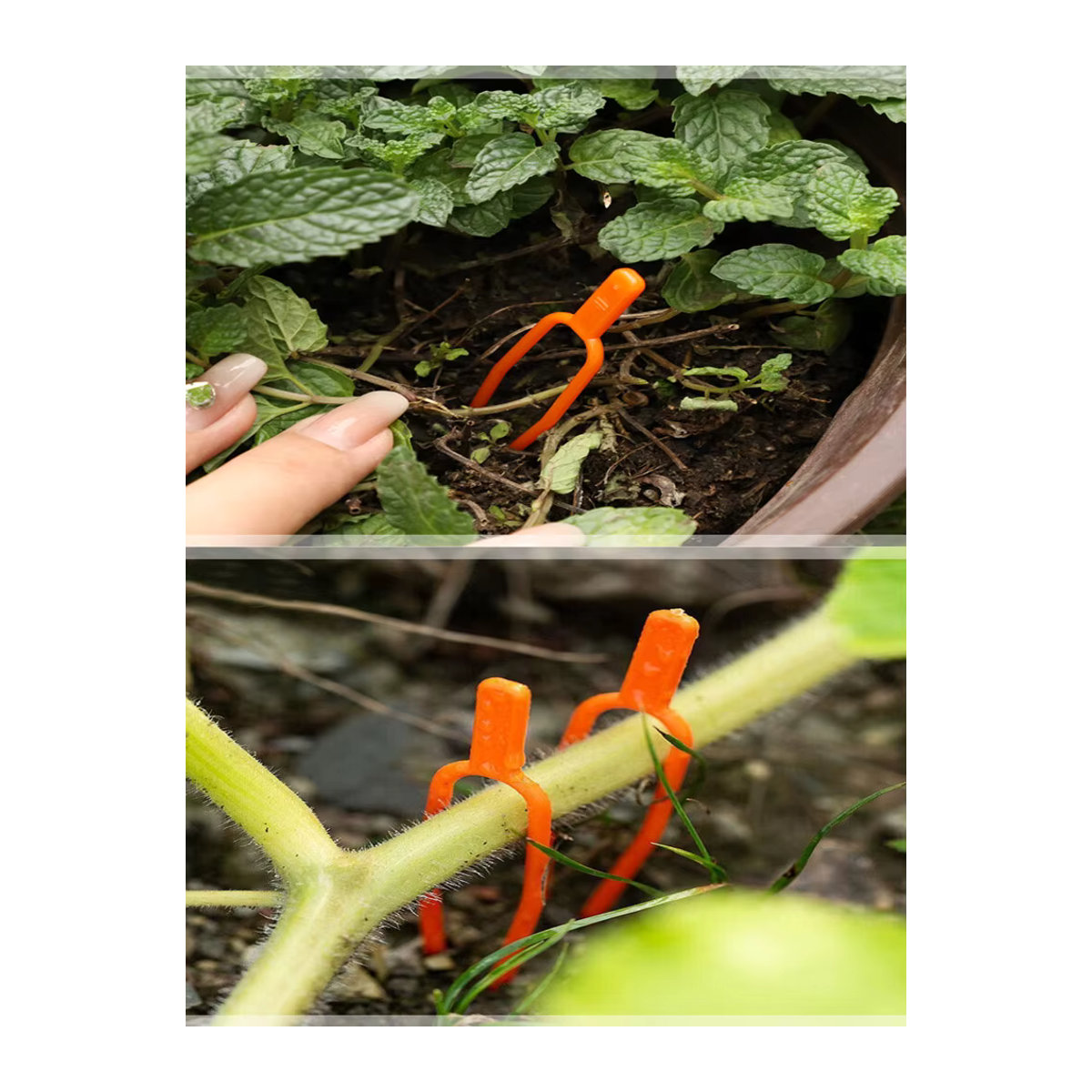 50 Stück Gartenpflanzen-Befestigungsclips und Pflanzgabeln für Reben, Erdbeeren und Wassermelonen - Bild 7