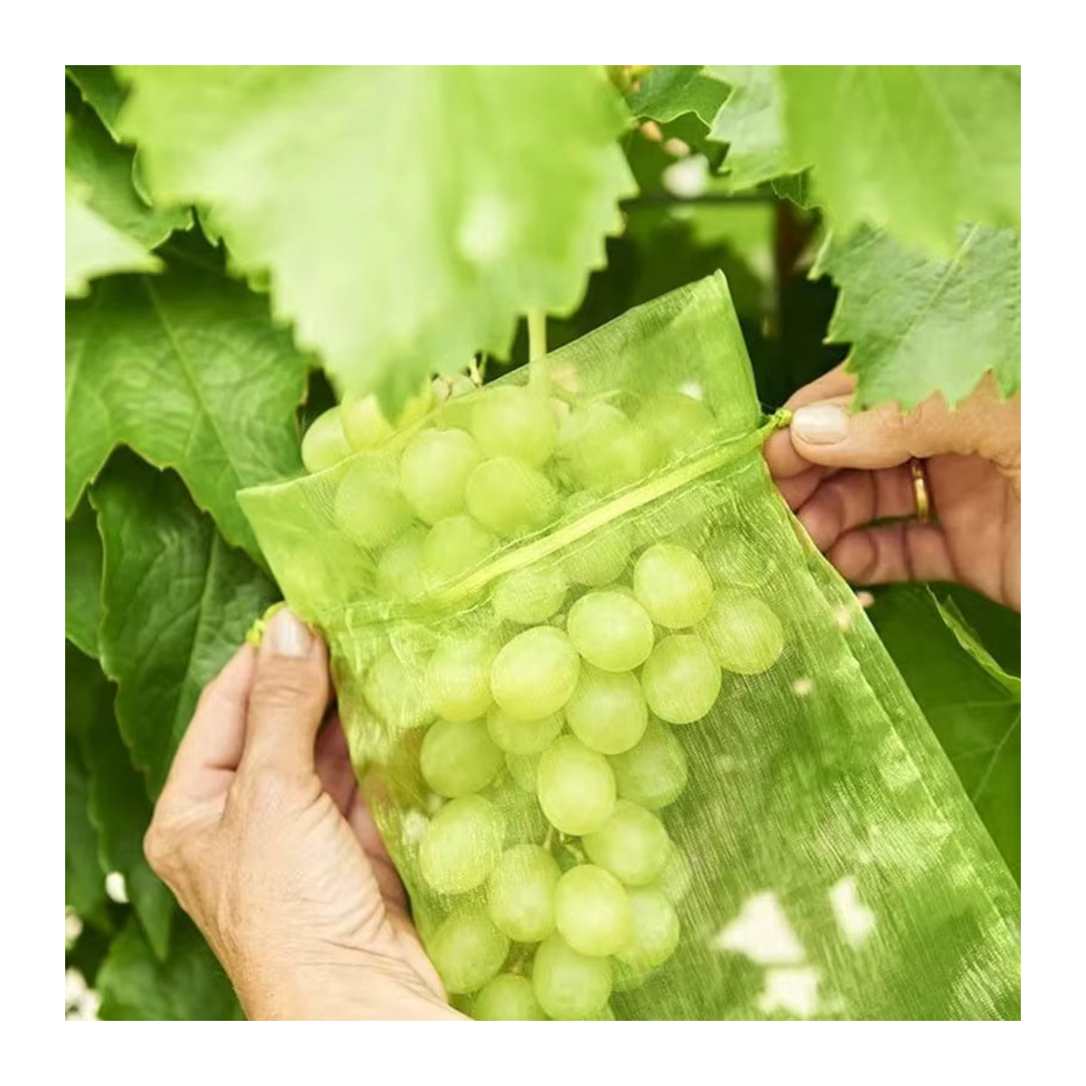 50 Stück Organza Beutel mit Kordelzug als Mesh-Geschenkverpackung und Vogelschutznetz für Obst und Garten - Bild 3