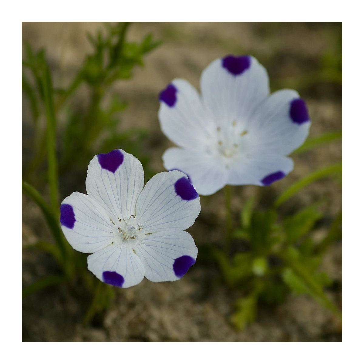60 Samen Gefleckte Hainblume Fünfpunkt-Nemophilie von SemiSauvage Permaculture - Bild 2