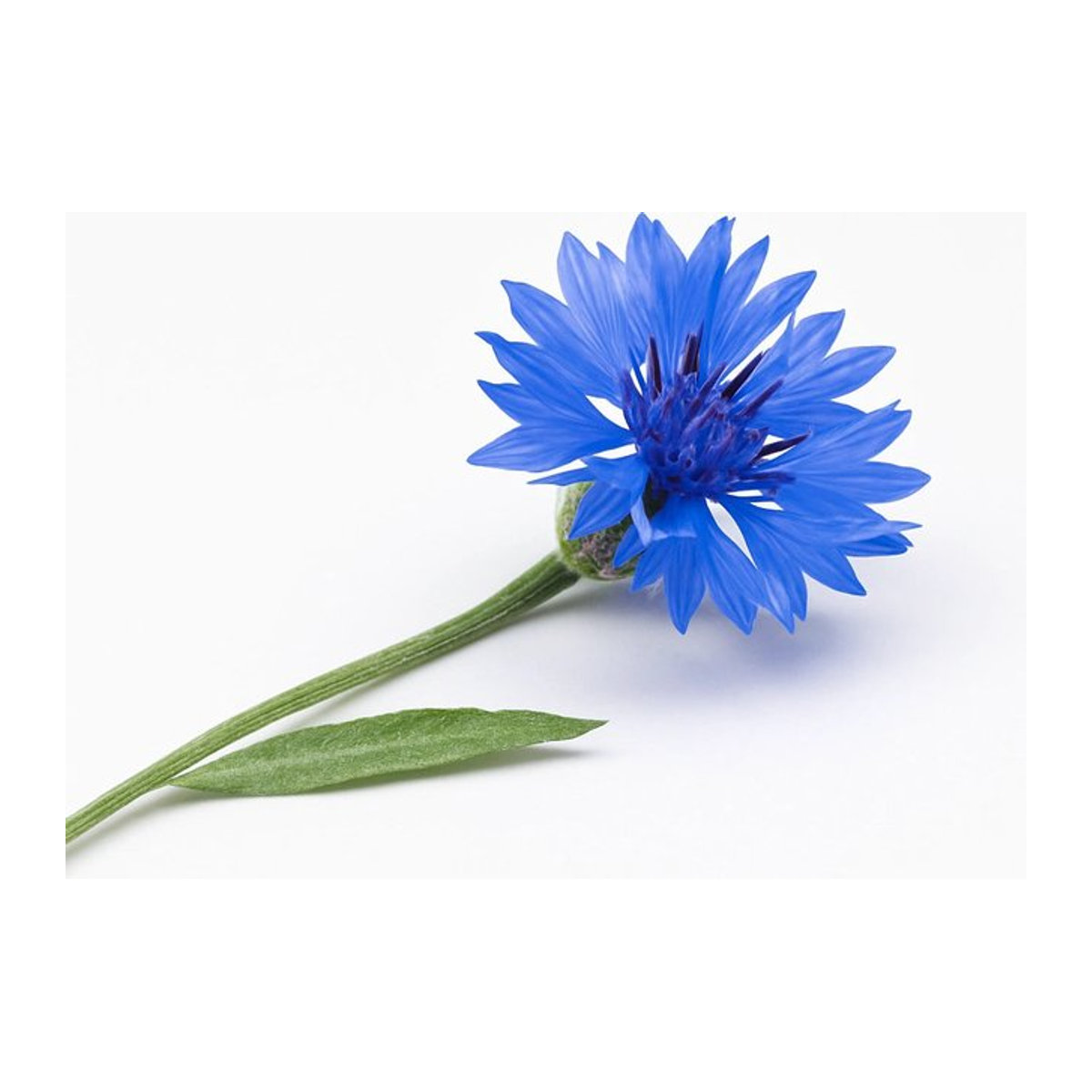 80 Kornblumen-Samen Moschus-Flockenblume von SemiSauvage Permaculture - Bild 1