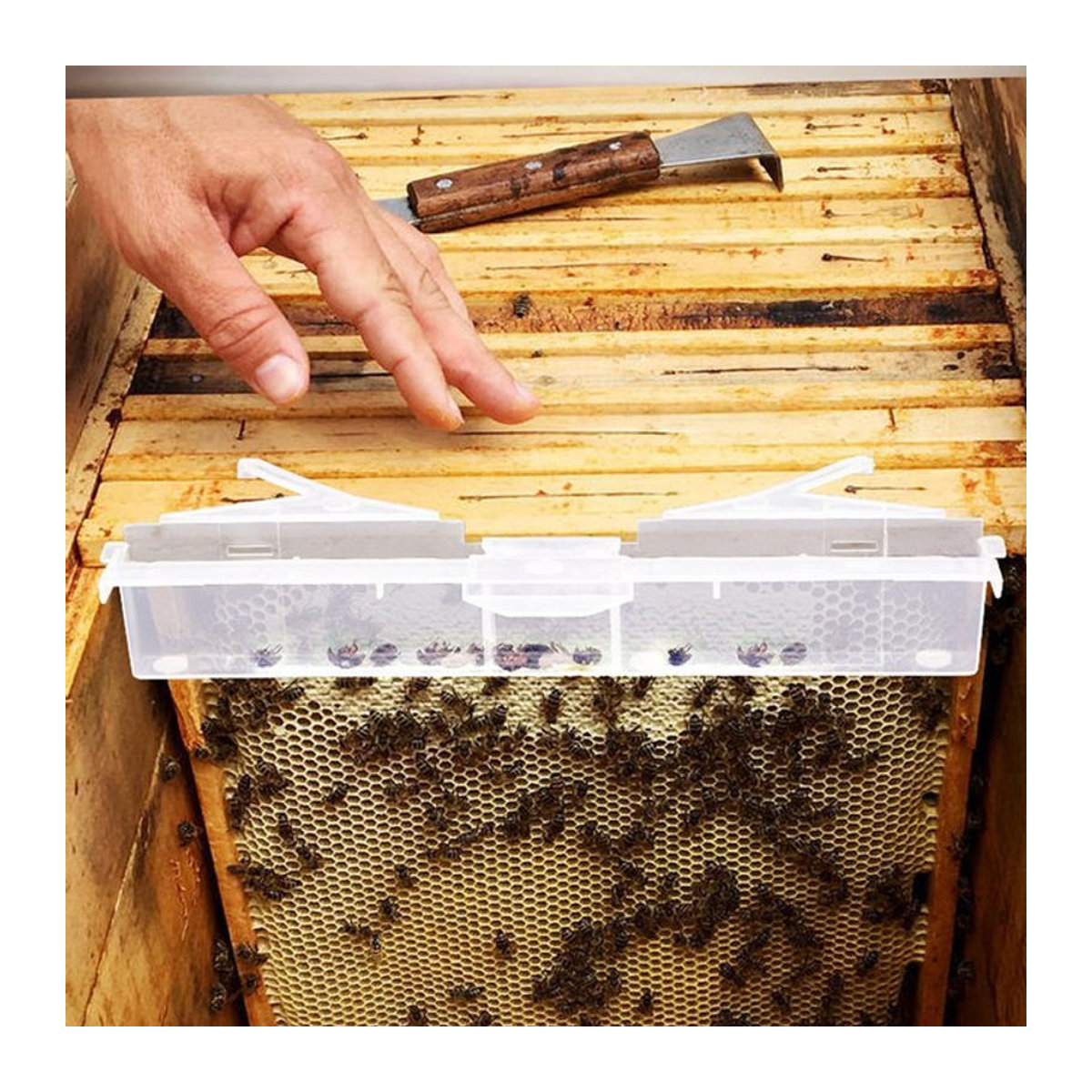 Adhere To Fly Bienenstock-Käferfalle aus durchsichtigem Kunststoff, wiederverwendbares Zubehör für die Bienenzucht, 10 Stück - Bild 1
