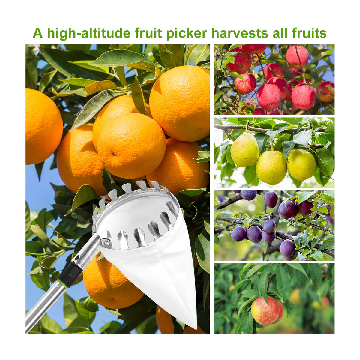Adifare Obstpflücker Set aus Edelstahl mit ausziehbarer Stange und Gartenkorb in 1,5 m und 2,4 m - Bild 2