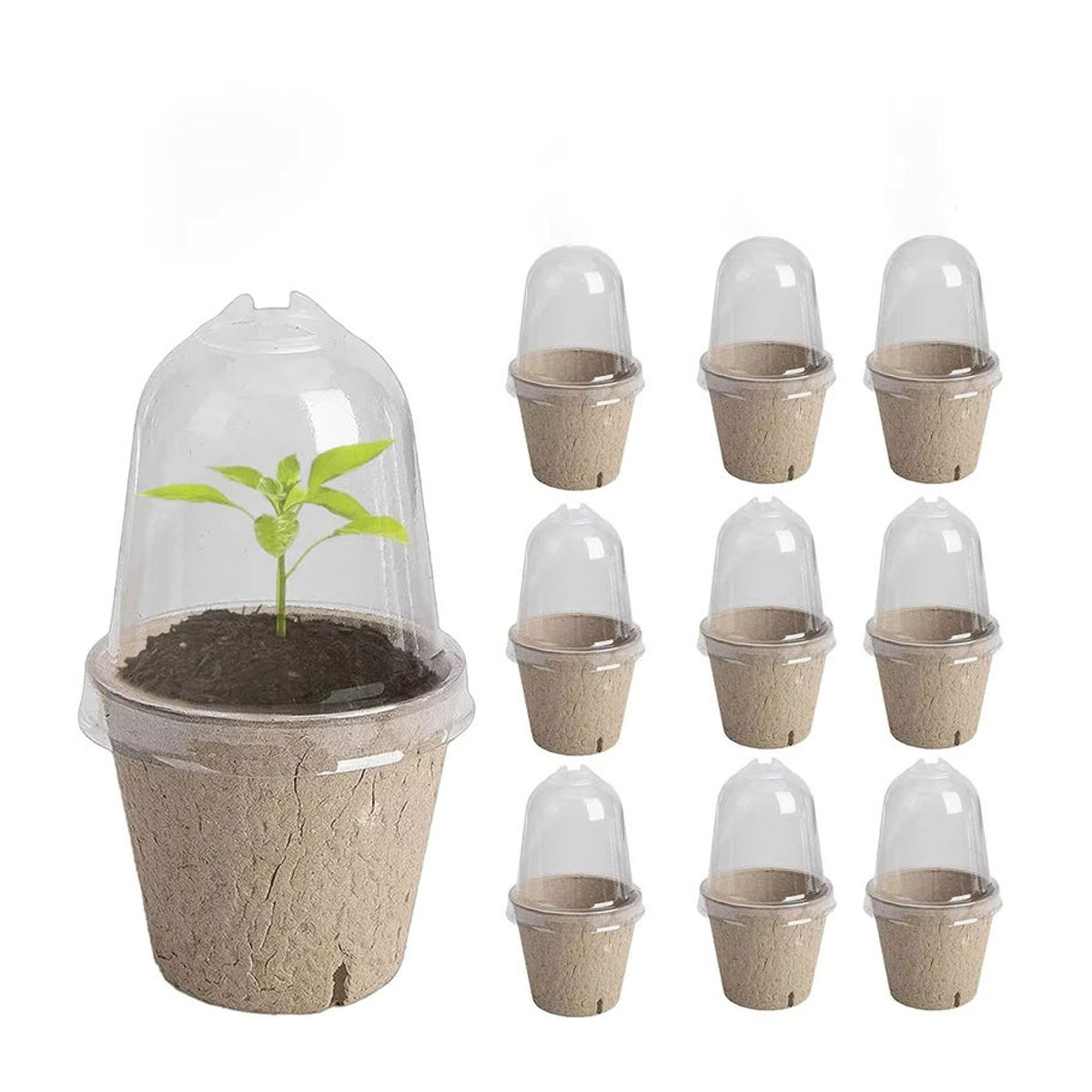 ALLOYSEED 10er Set Runde Torf Töpfe in Braun für Garten und Kräuter biologisch abbaubar - Bild 6