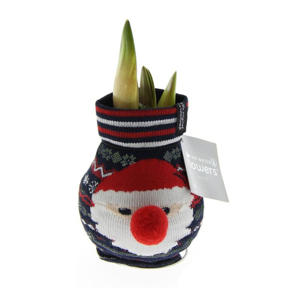 Amaryllis Fashion Xmas Weihnachtsmann Pflanze in Rot und Mehrfarbig für Weihnachten und Advent - Bild 1