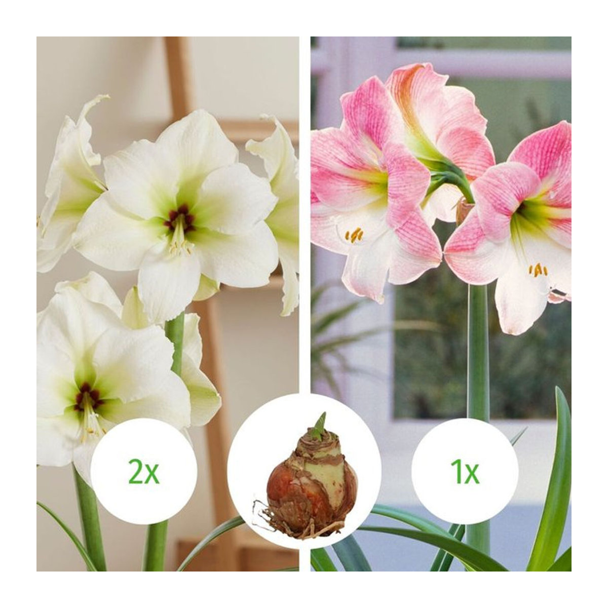 Amaryllis-Mix in Rosa-Weiß ohne Wachs mit 3 bunten Zwiebeln von Mein schöner Garten Shop - Bild 1