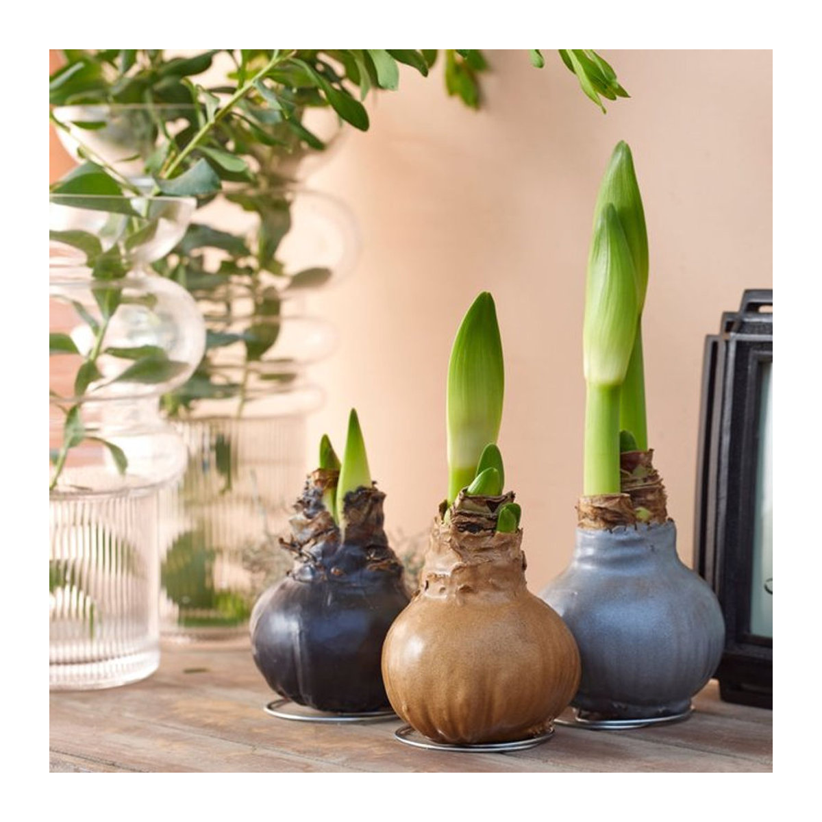 Amaryllis-Mix Metallic in Rot mit 3 Zwiebeln von Mein schöner Garten Shop - Bild 1