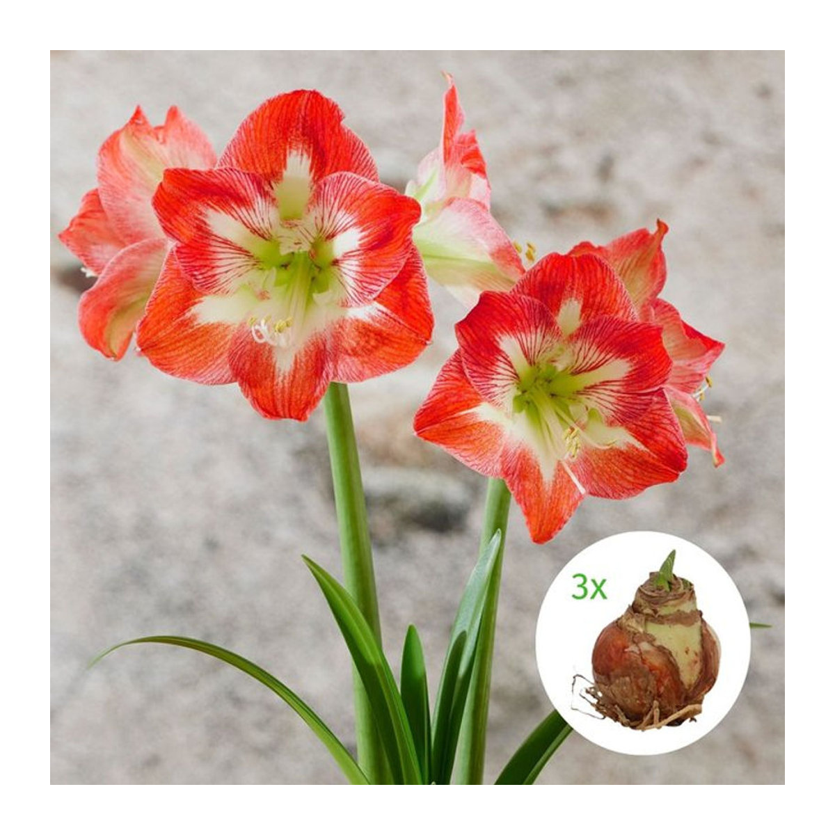 Amaryllis-Mix XXL rot-weiß von Mein schöner Garten Shop mit 3 Zwiebeln - Bild 1