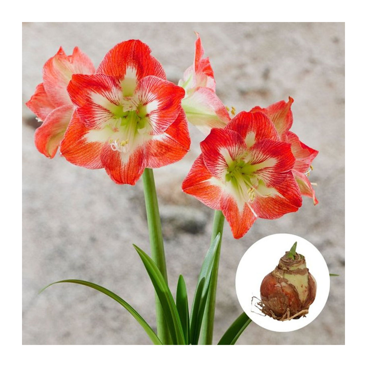 Amaryllis XXL rot-weiß von Mein schöner Garten Shop - Bild 1