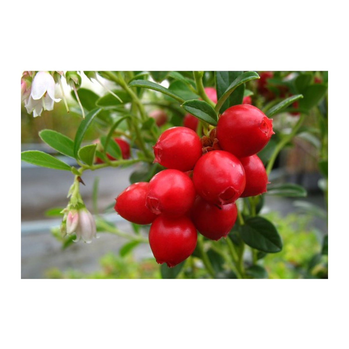 AMO Preiselbeere Red Pearl, 3 Pflanzen - Bild 1