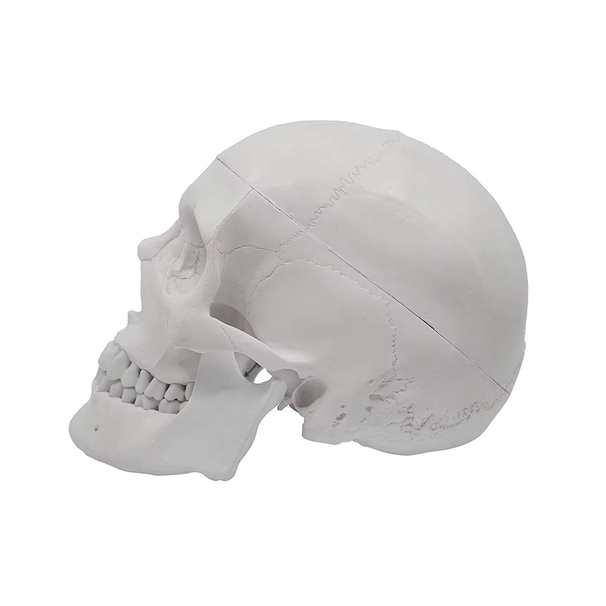 Anatomisches Modell eines menschlichen Schädels für Erwachsene von PLLCUTE in Weiß, lebensgroß mit abnehmbarer 3-teiliger Schädelkappe und vollständigem Gebiss, B/T/H: 21 x 15 x 19 cm - Bild 2