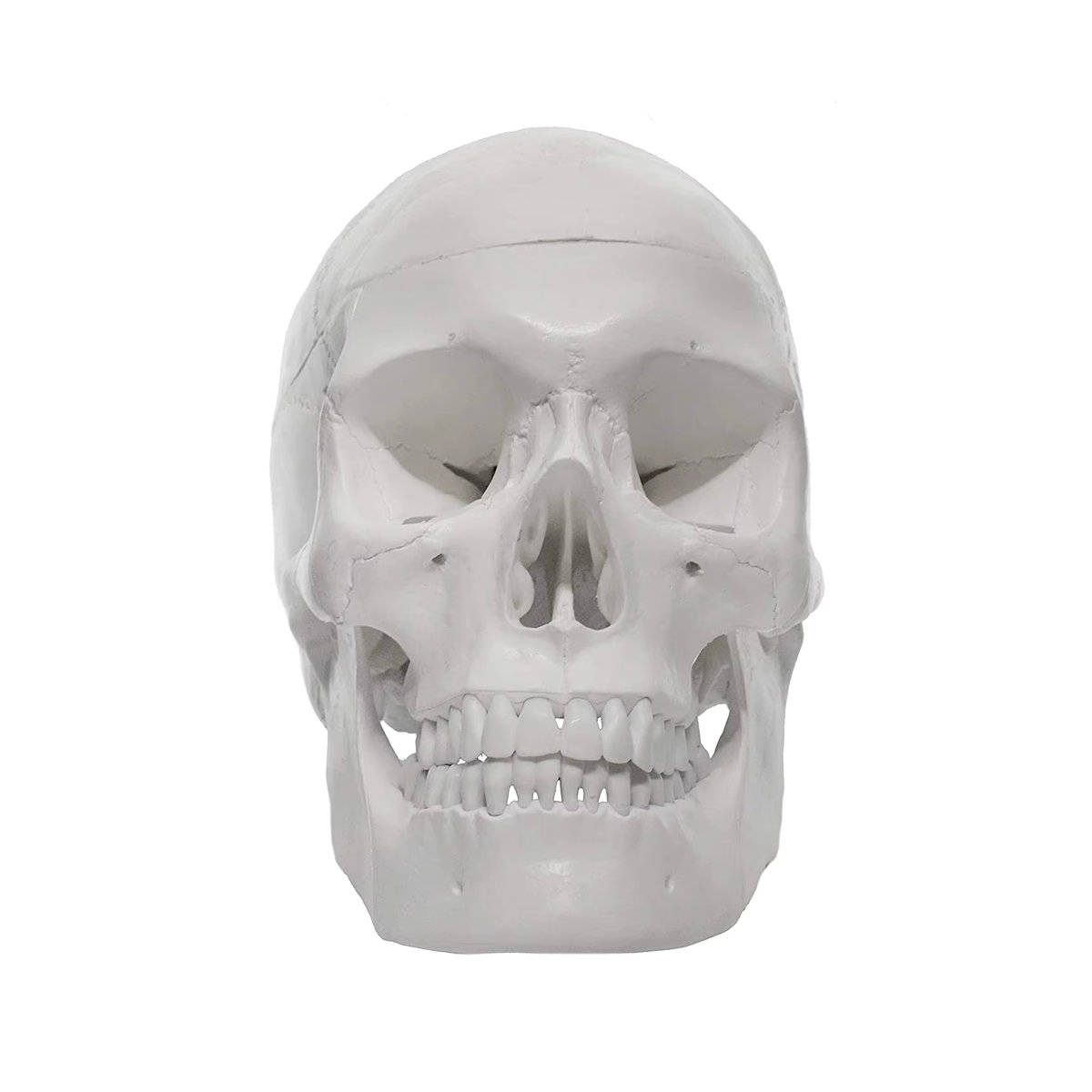 Anatomisches Modell eines menschlichen Schädels für Erwachsene von PLLCUTE in Weiß, lebensgroß mit abnehmbarer 3-teiliger Schädelkappe und vollständigem Gebiss, B/T/H: 21 x 15 x 19 cm - Bild 3