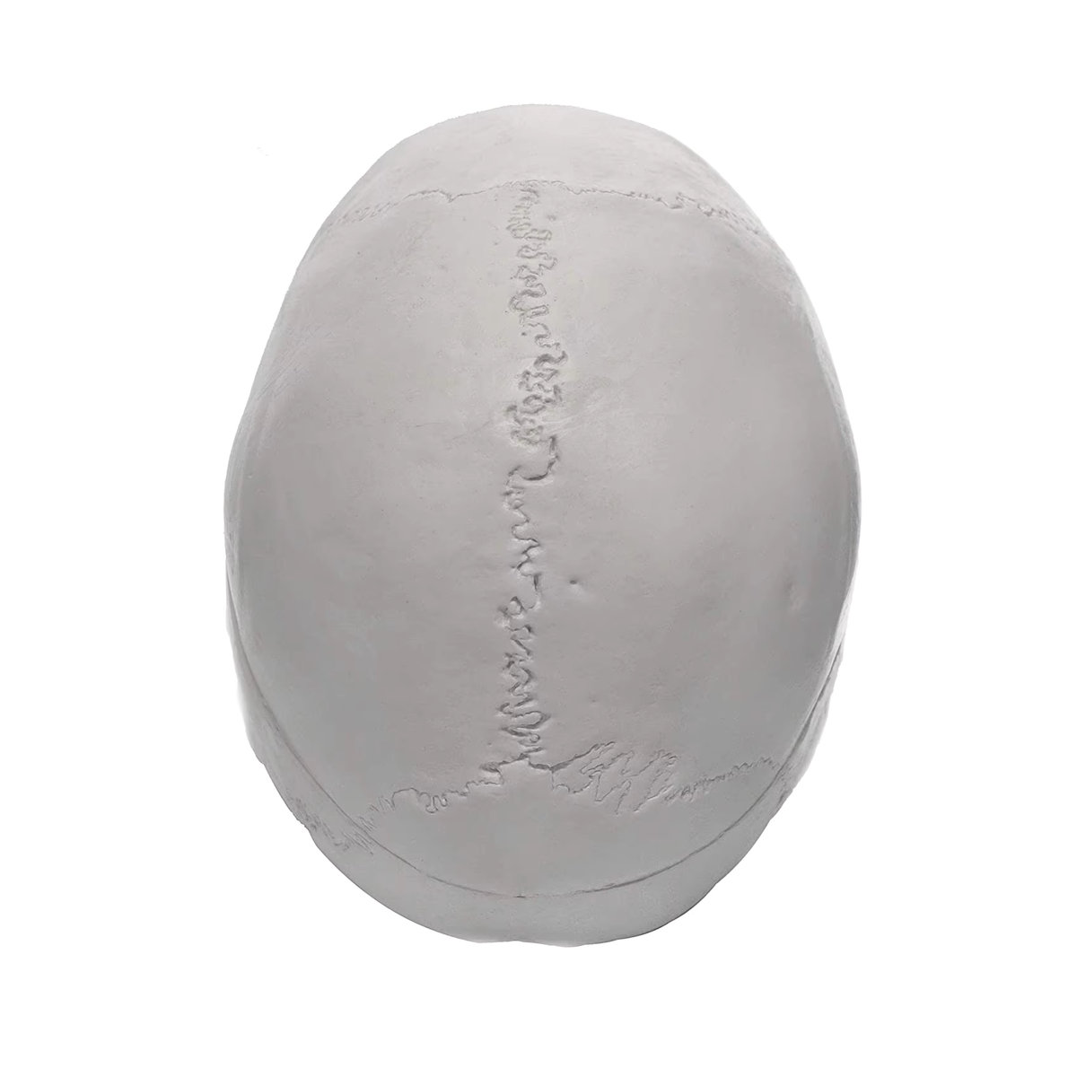 Anatomisches Modell eines menschlichen Schädels für Erwachsene von PLLCUTE in Weiß, lebensgroß mit abnehmbarer 3-teiliger Schädelkappe und vollständigem Gebiss, B/T/H: 21 x 15 x 19 cm - Bild 4