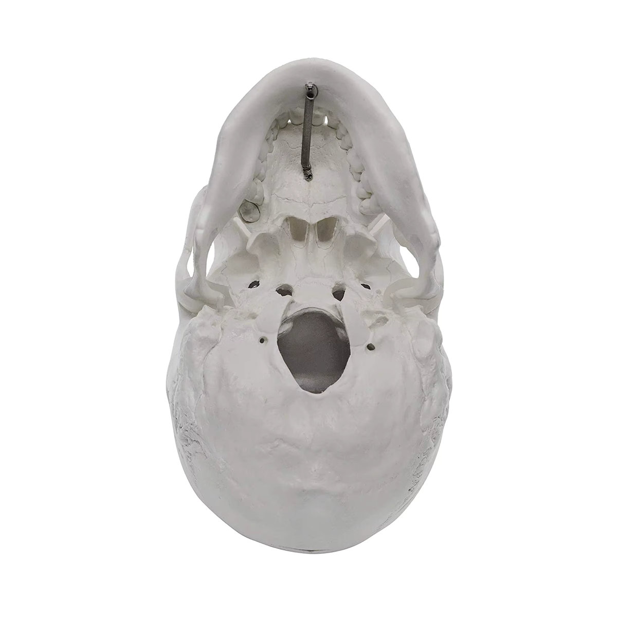 Anatomisches Modell eines menschlichen Schädels für Erwachsene von PLLCUTE in Weiß, lebensgroß mit abnehmbarer 3-teiliger Schädelkappe und vollständigem Gebiss, B/T/H: 21 x 15 x 19 cm - Bild 5
