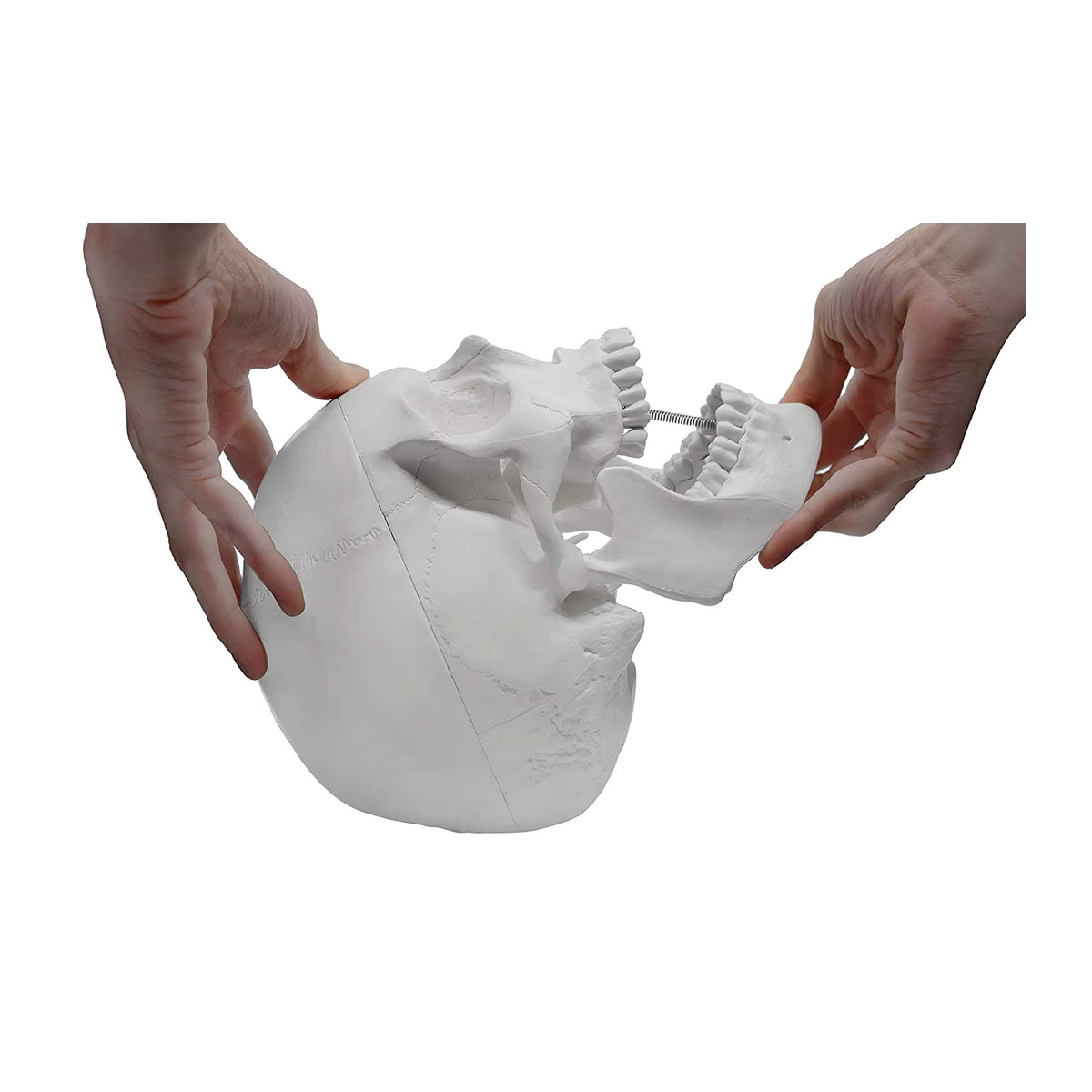 Anatomisches Modell eines menschlichen Schädels für Erwachsene von PLLCUTE in Weiß, lebensgroß mit abnehmbarer 3-teiliger Schädelkappe und vollständigem Gebiss, B/T/H: 21 x 15 x 19 cm - Bild 6
