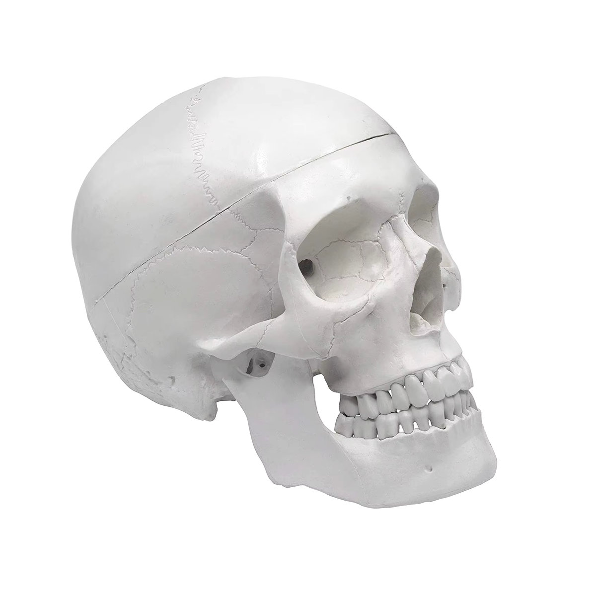 Anatomisches Modell eines menschlichen Schädels für Erwachsene von PLLCUTE in Weiß, lebensgroß mit abnehmbarer 3-teiliger Schädelkappe und vollständigem Gebiss, B/T/H: 21 x 15 x 19 cm - Bild 7