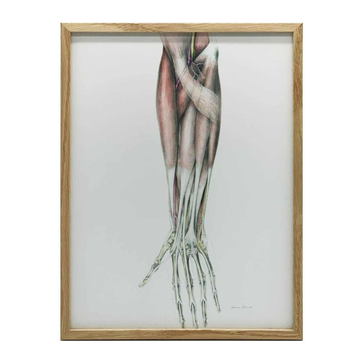 Anatomisches Poster Unterarm von Marcin Zbijowski mit schwarzem Aluminiumrahmen, Breite: 30 cm, Höhe: 40 cm - Bild 1