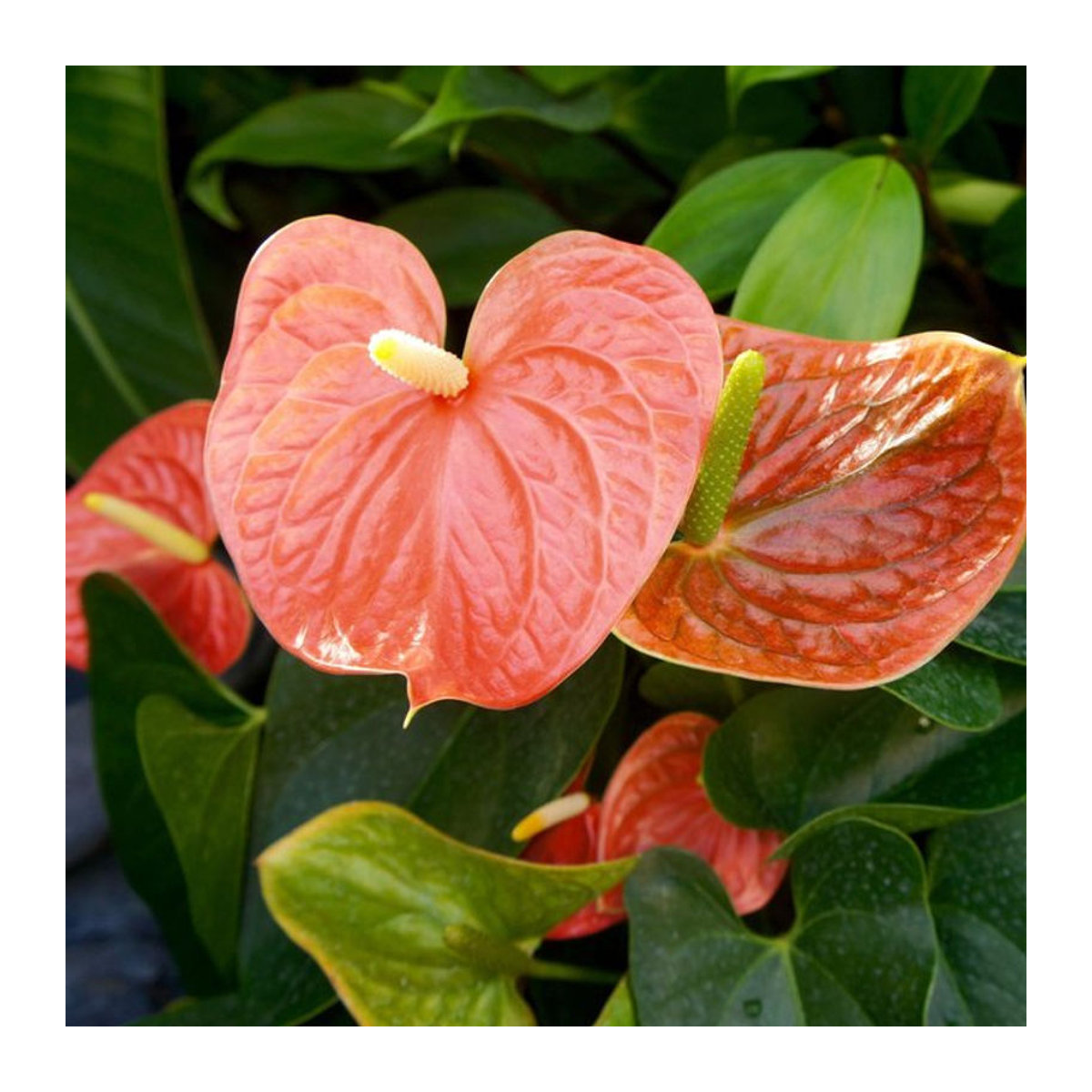 Anthurium Flamingoblume in Orange von Mein schöner Garten Shop - Bild 1