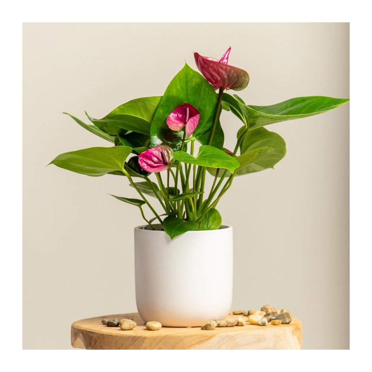 Anthurium Flamingoblume in Pink von Mein schöner Garten Shop als moderne Dekoration in Keramik - Bild 1