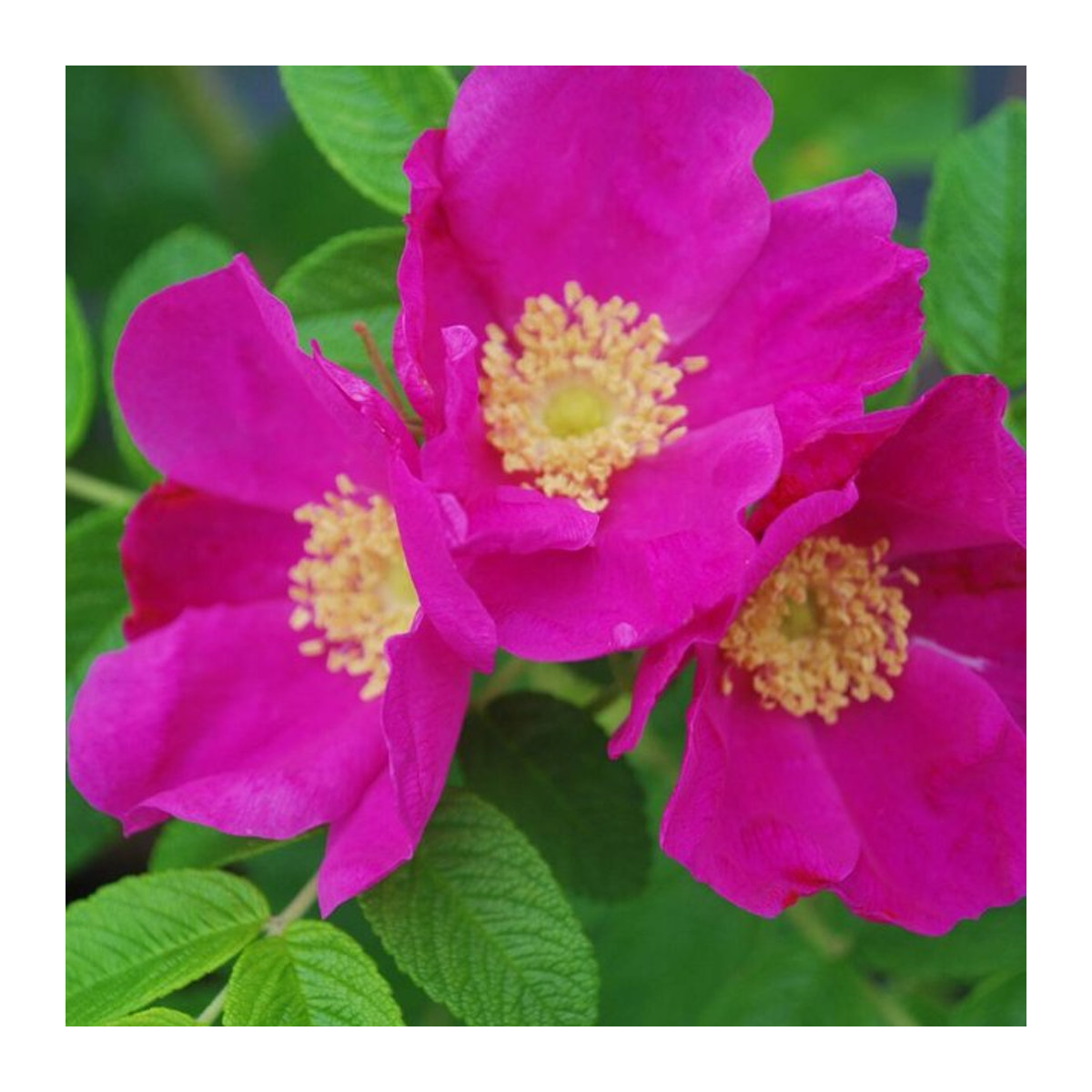Apfelrose in Rosa - Bild 1