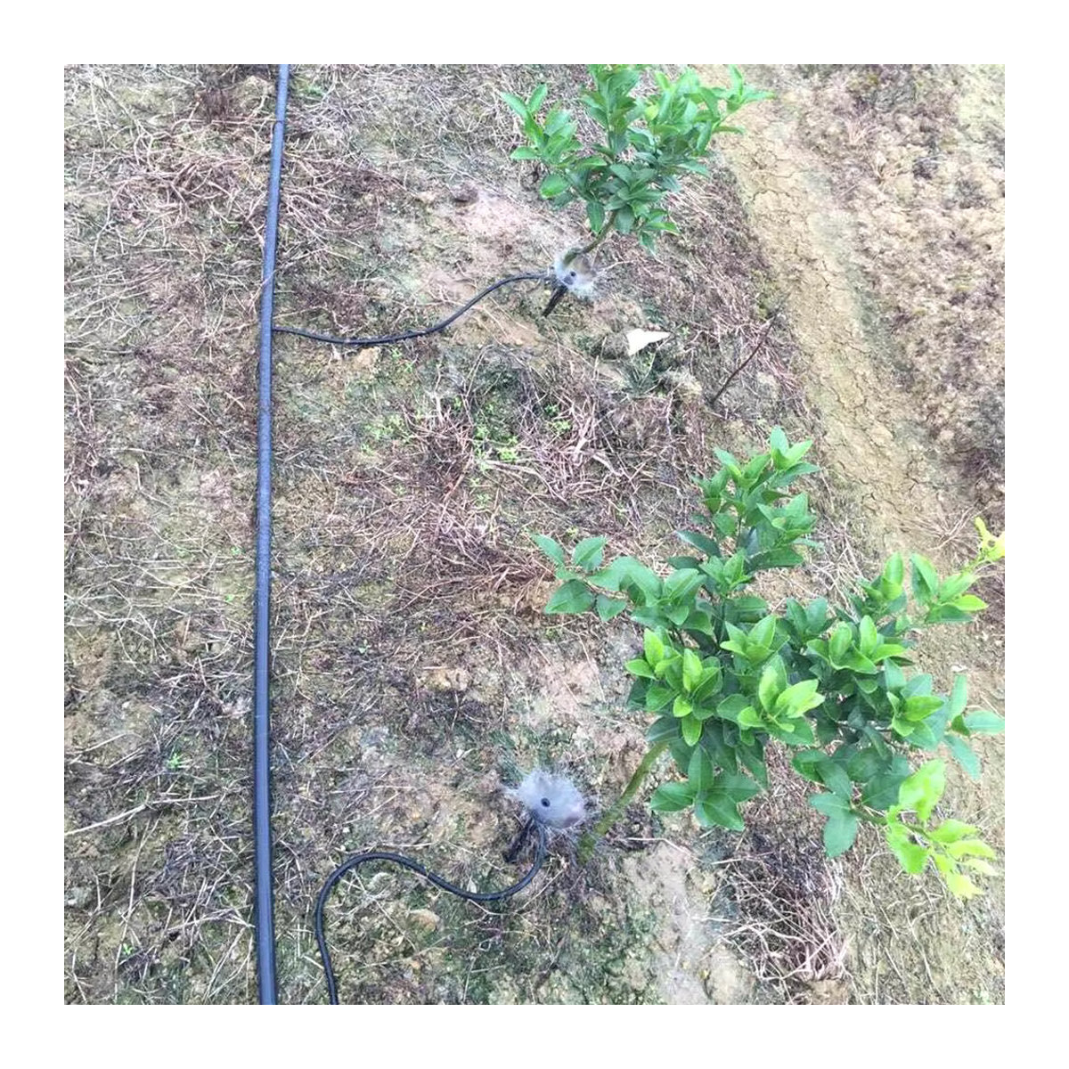 APWIKOGER Automatisches Tropfbewässerungssystem für Pflanzen und Blumen, 10-50 Stück Bewässerungsspitzen für den Innen- und Außenbereich - Bild 2
