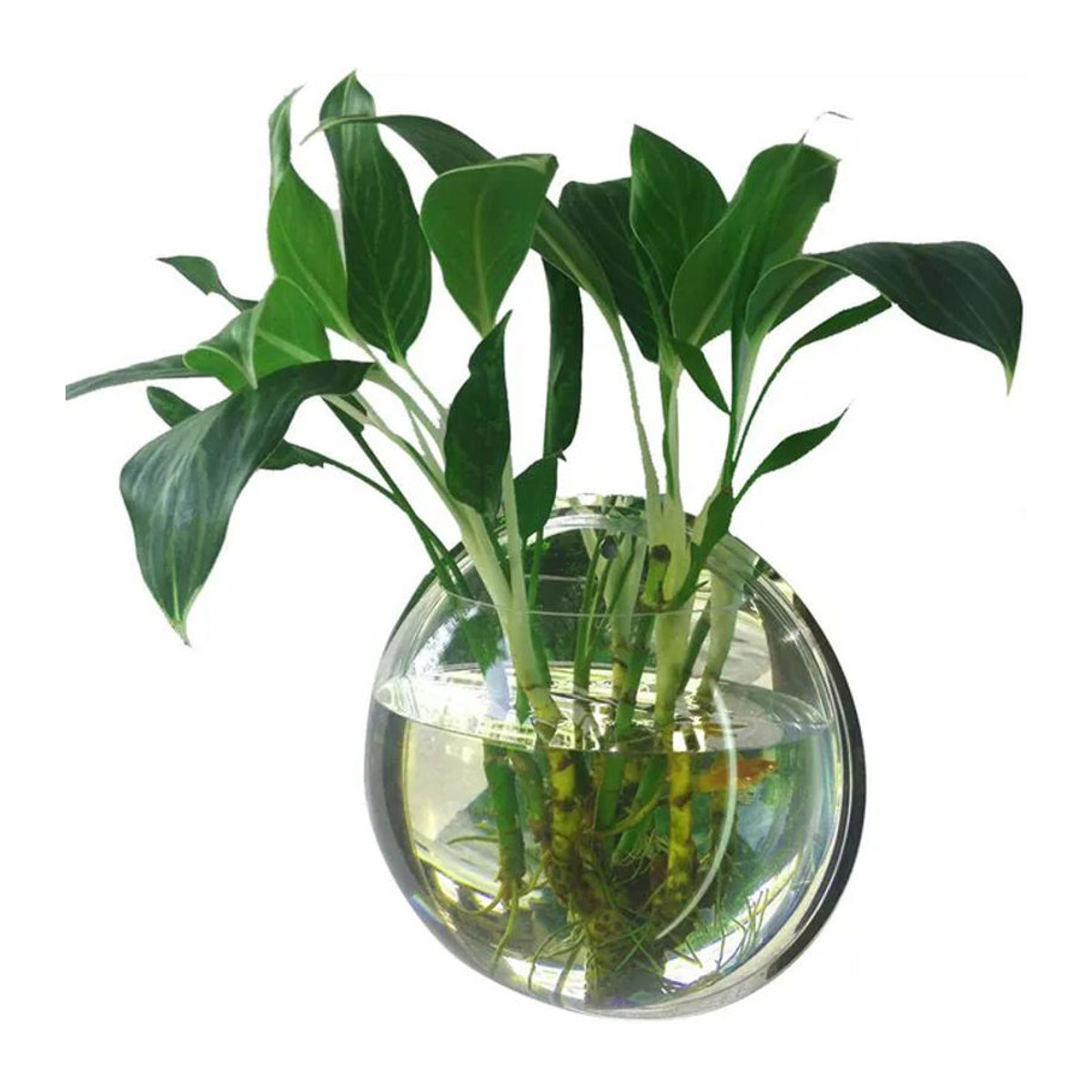 Aramox Wandmontierte Fischglasvase aus Acryl in Lila, Kugelförmiger Luftblumentopf für Dekoration, Durchmesser: 15 cm - Bild 1