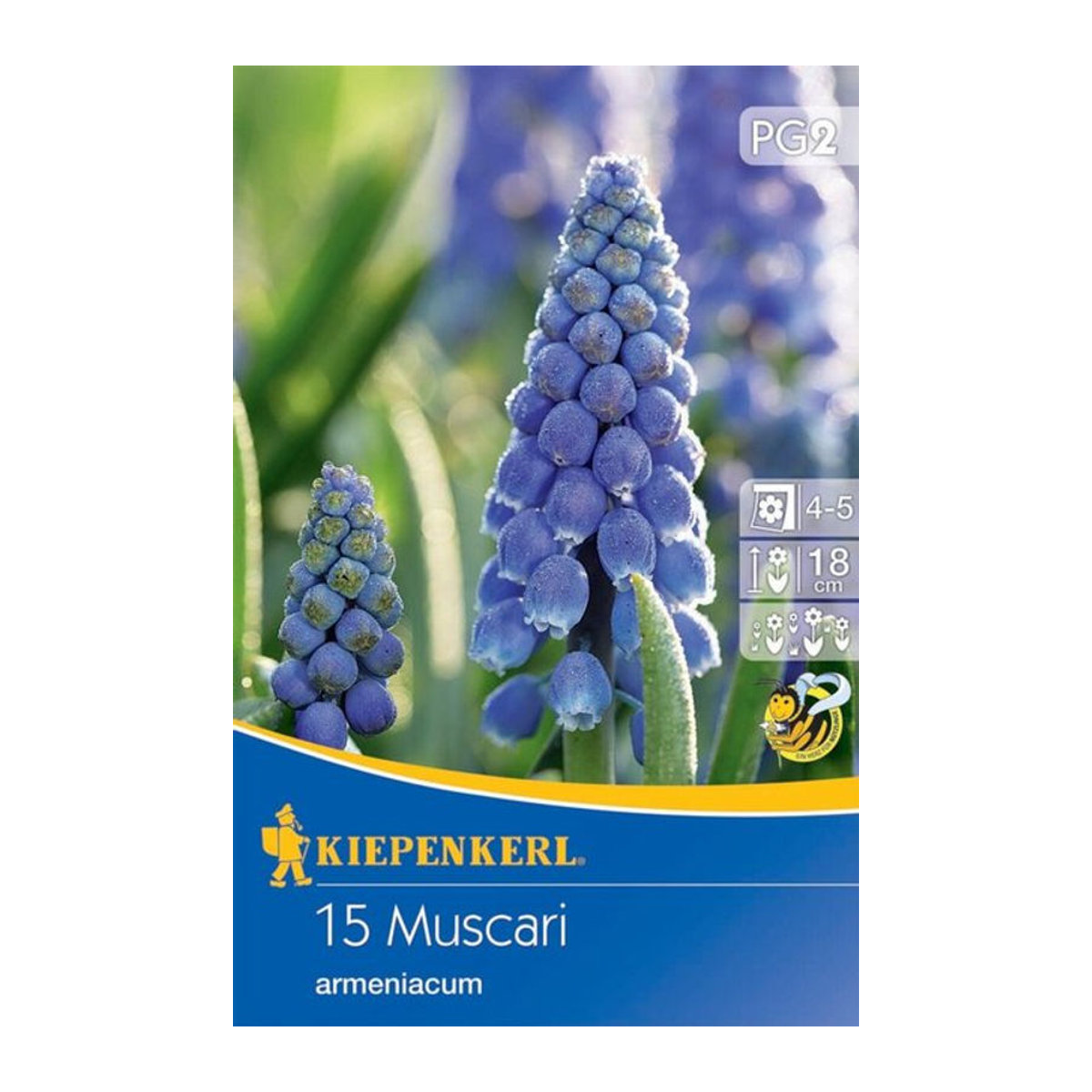 Armenische Traubenhyazinthe Blau, 15 Zwiebeln von Mein schöner Garten Shop - Bild 1