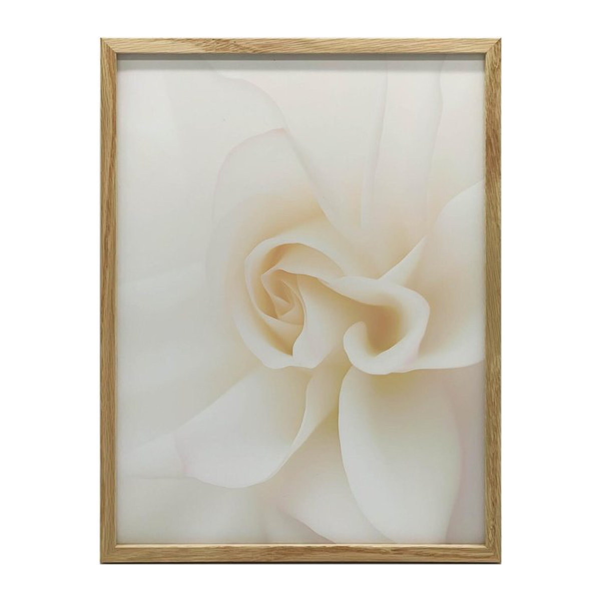 Ätherische Weiße der Rose Wandbild von Marcin Zbijowski in Weiß mit schwarzem Aluminiumrahmen, B/H: 30 x 40 cm - Bild 1
