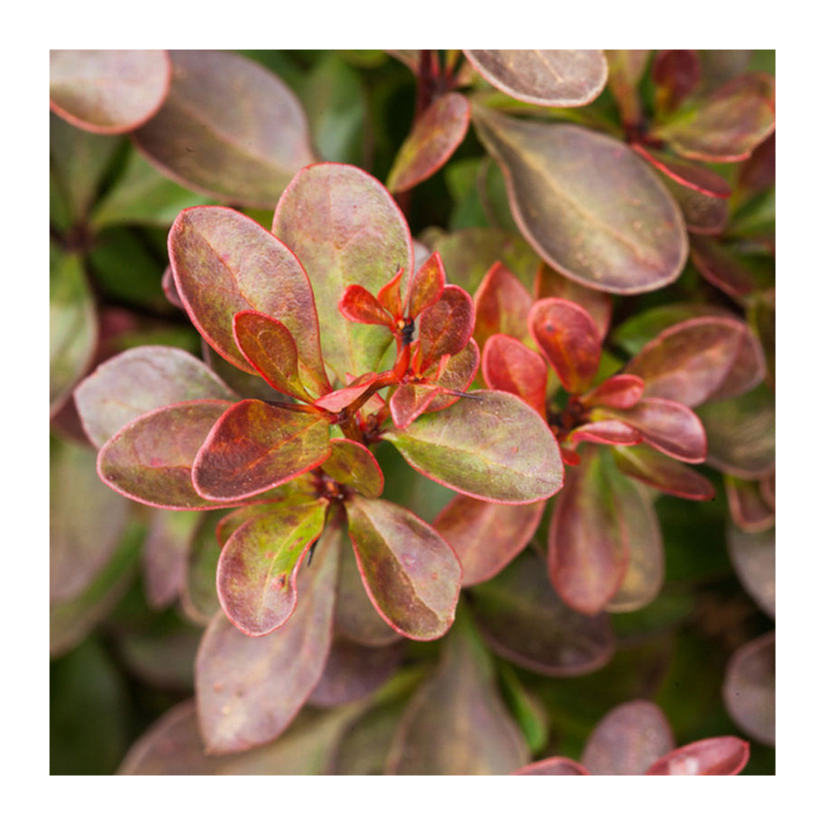 Berberitze Atropurpurea Nana in Rot - Bild 1